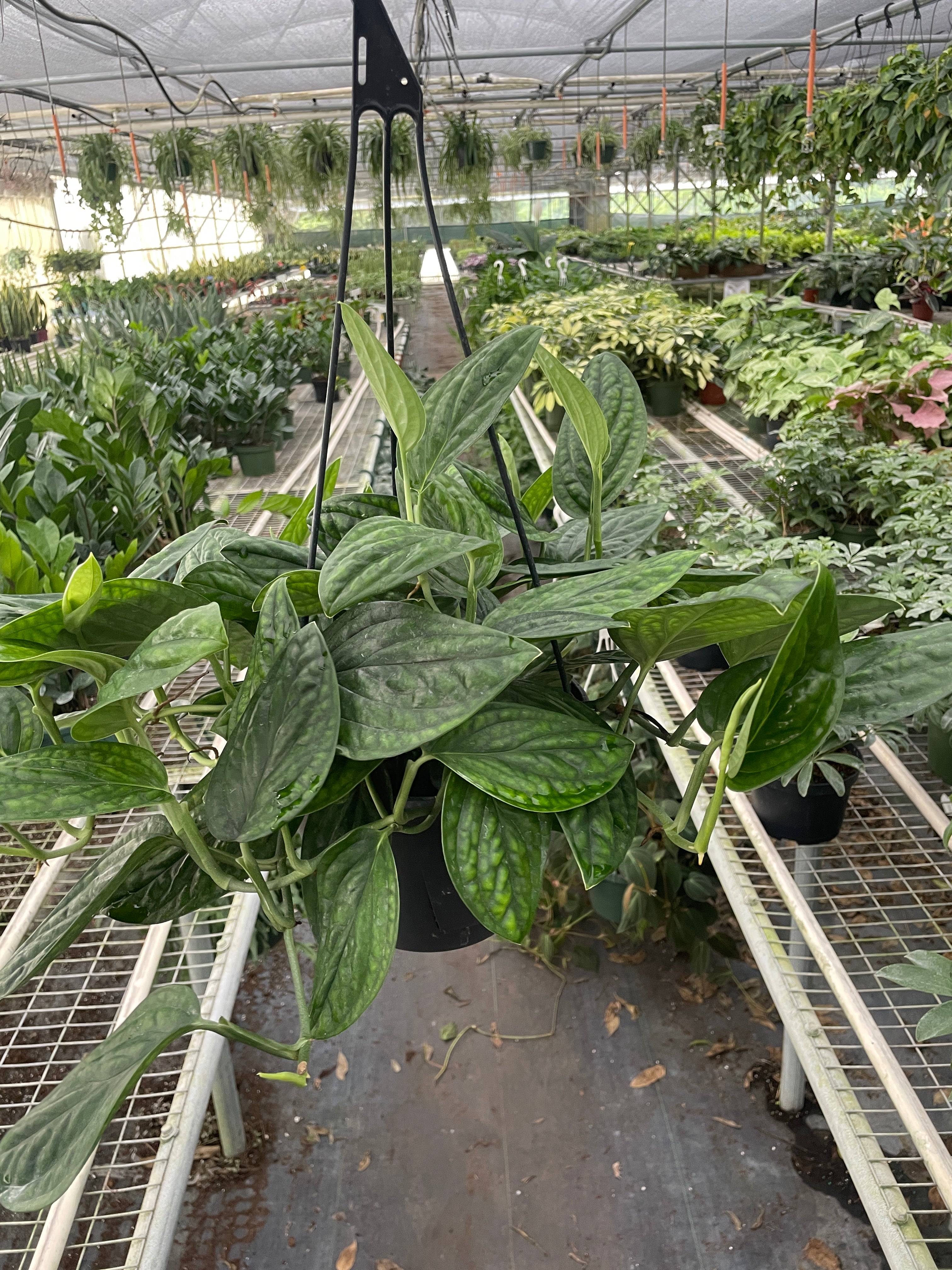 Monstera 'Peru' - Holiday Corner