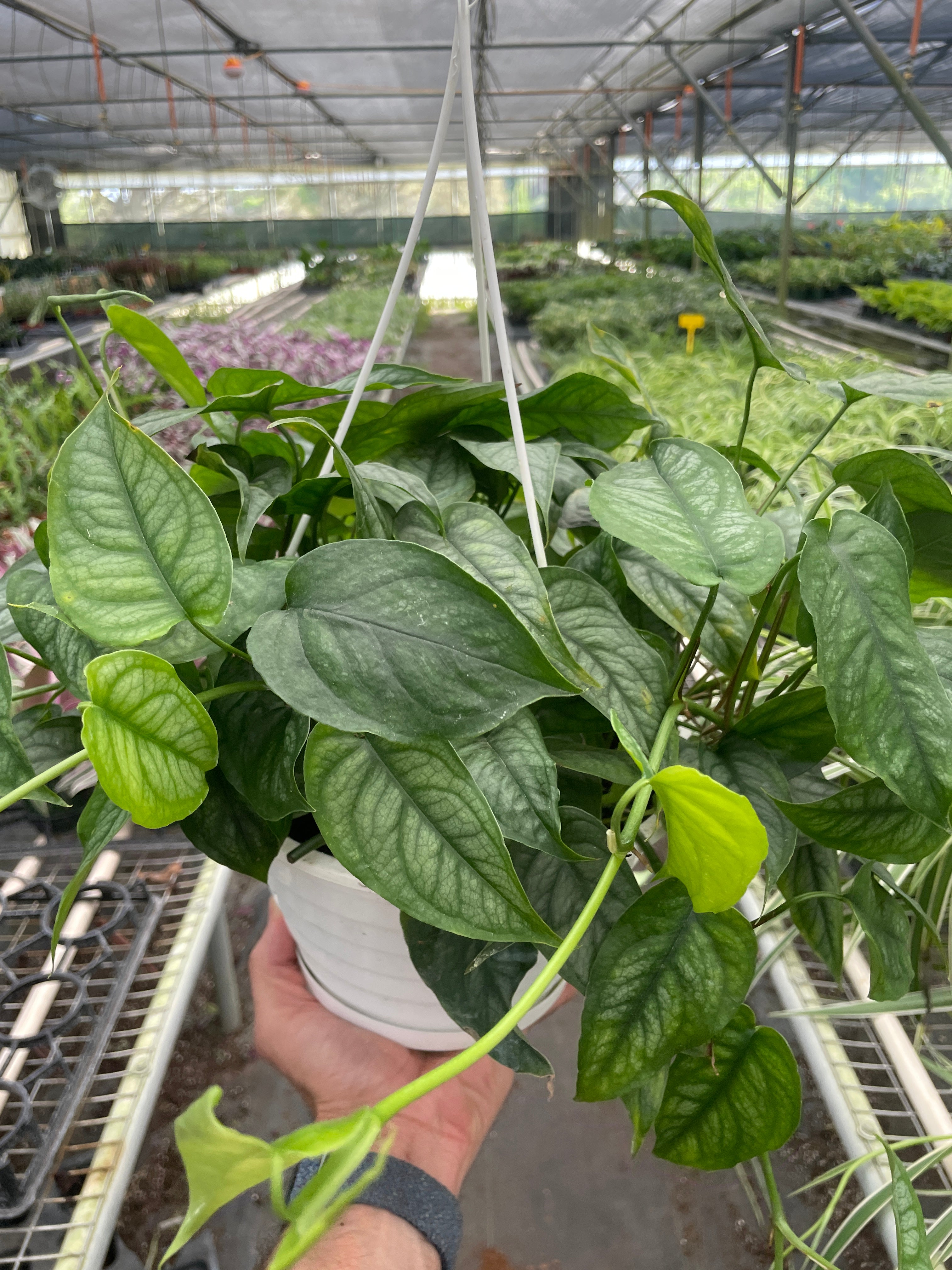 Monstera 'Siltepecana' - Holiday Corner