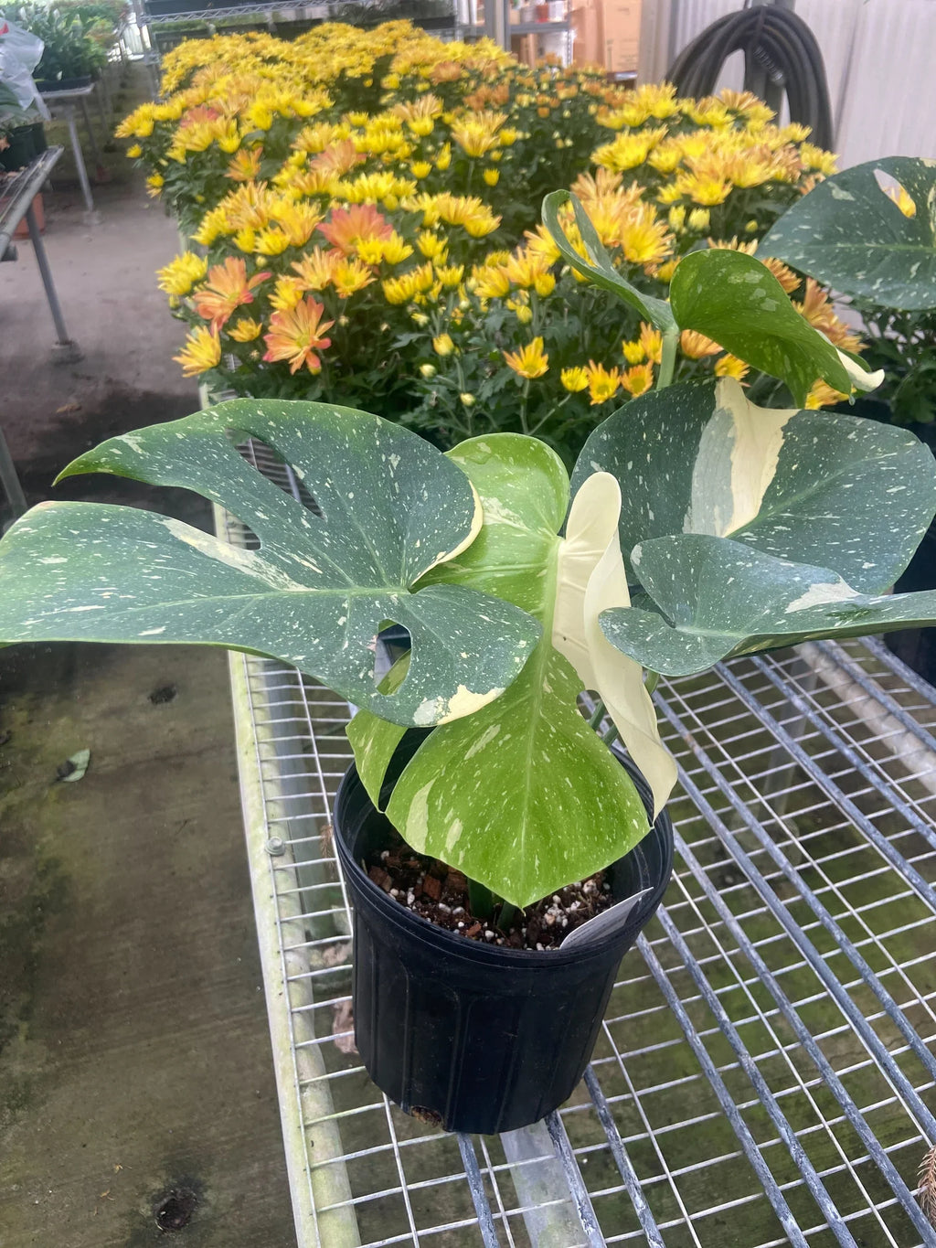 Monstera 'Thai Constellation' - Holiday Corner