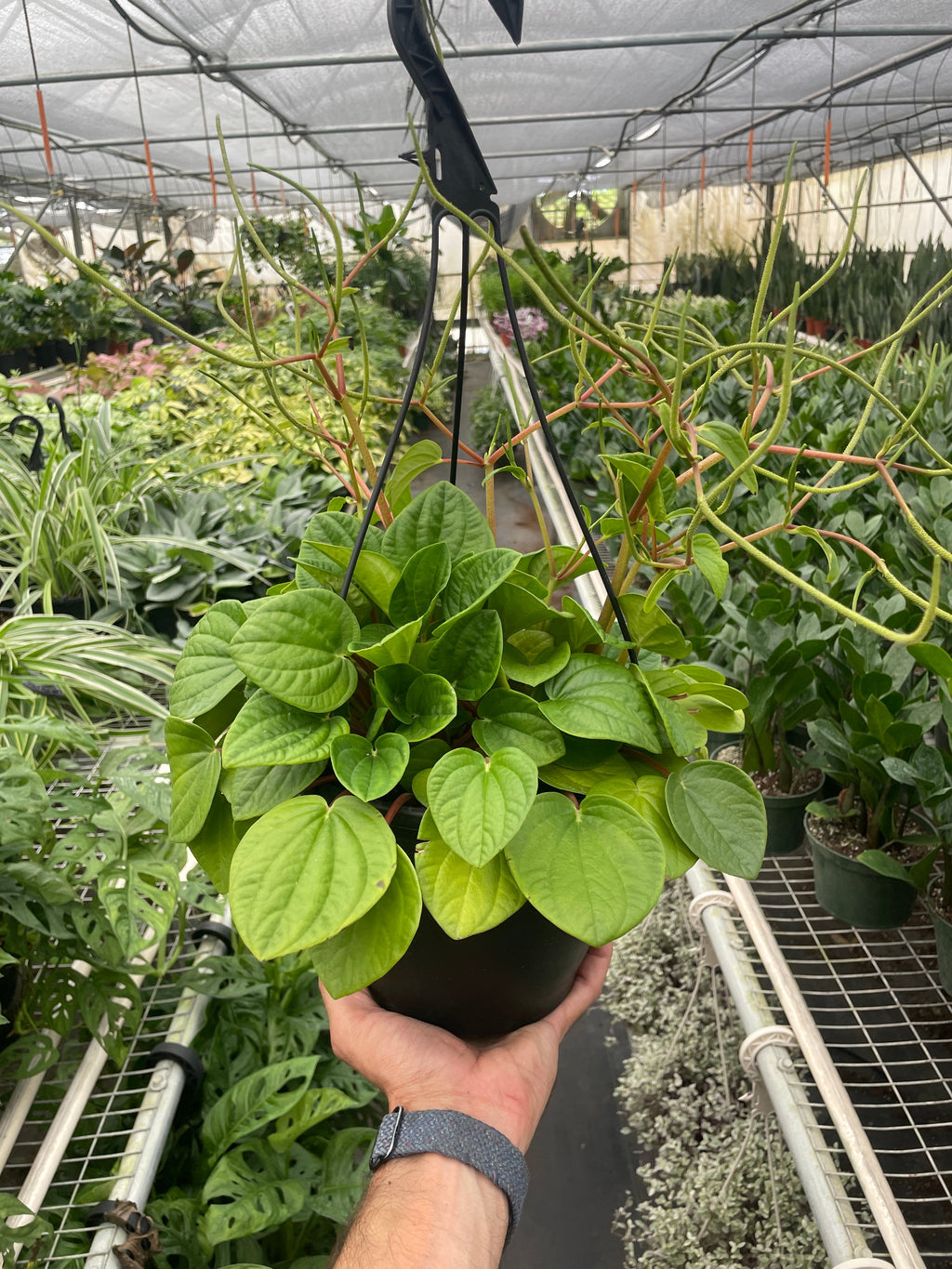 Peperomia 'Rana Verde' - Holiday Corner
