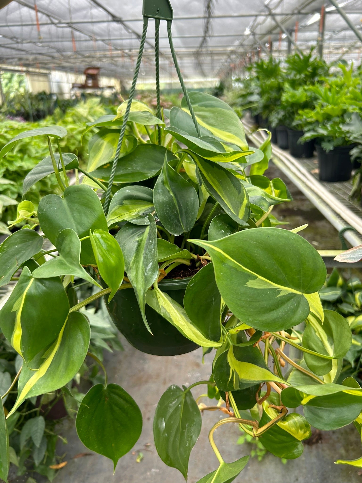 Philodendron 'Brasil' - Holiday Corner