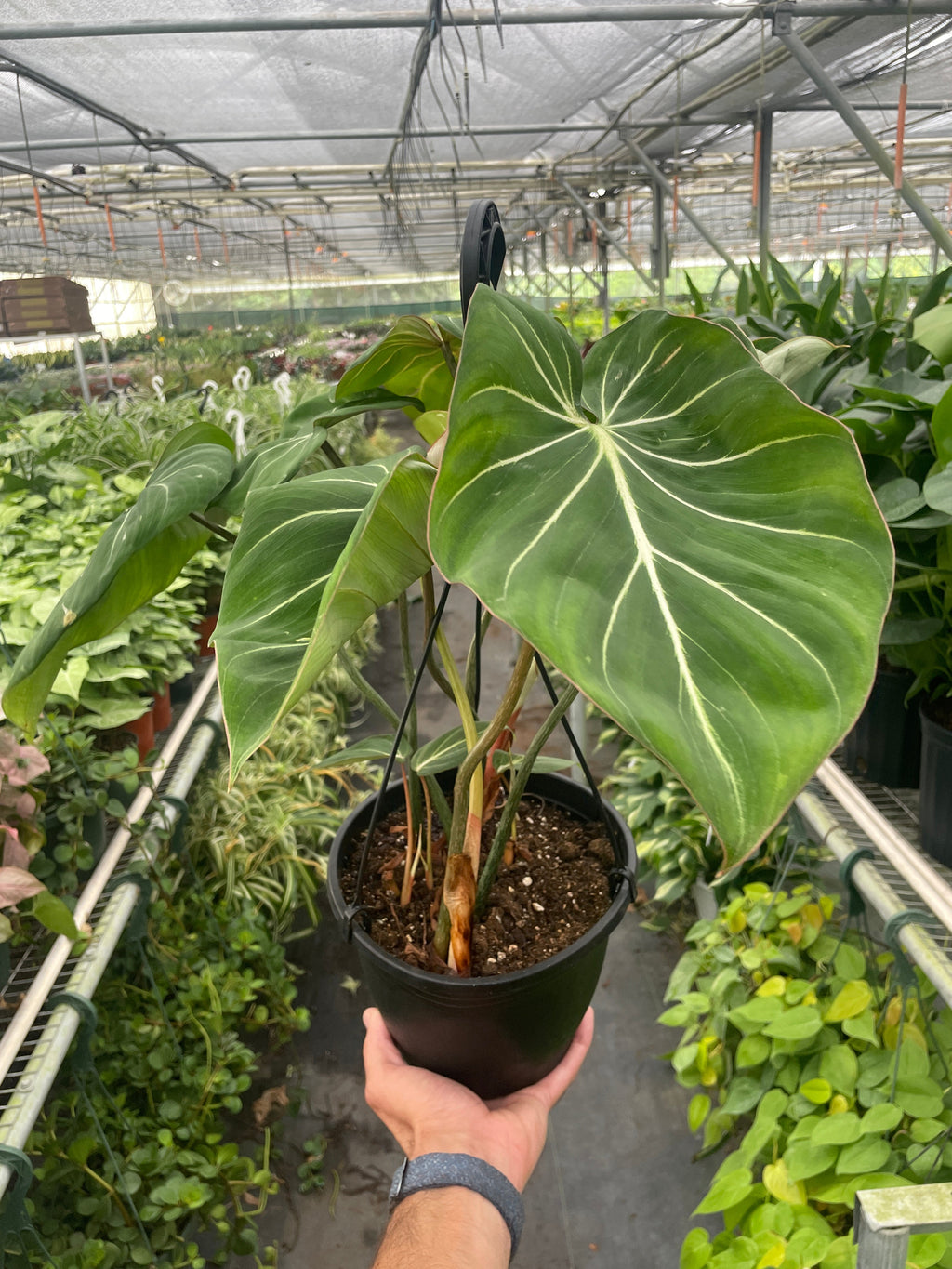 Philodendron Gloriosum - Holiday Corner