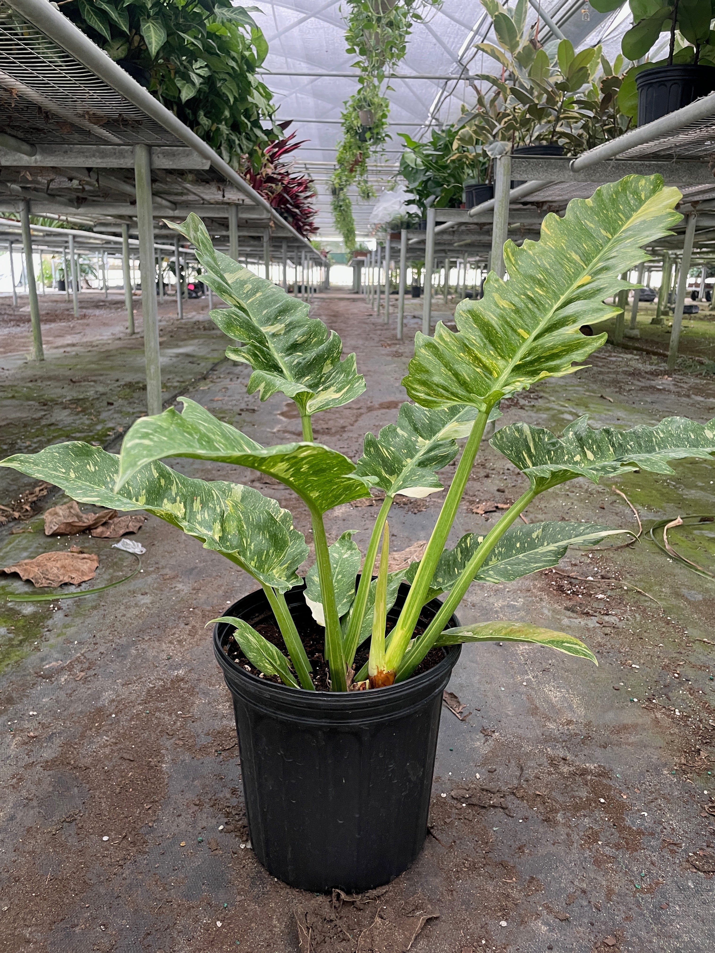 Philodendron Ring of Fire Variegated - Holiday Corner