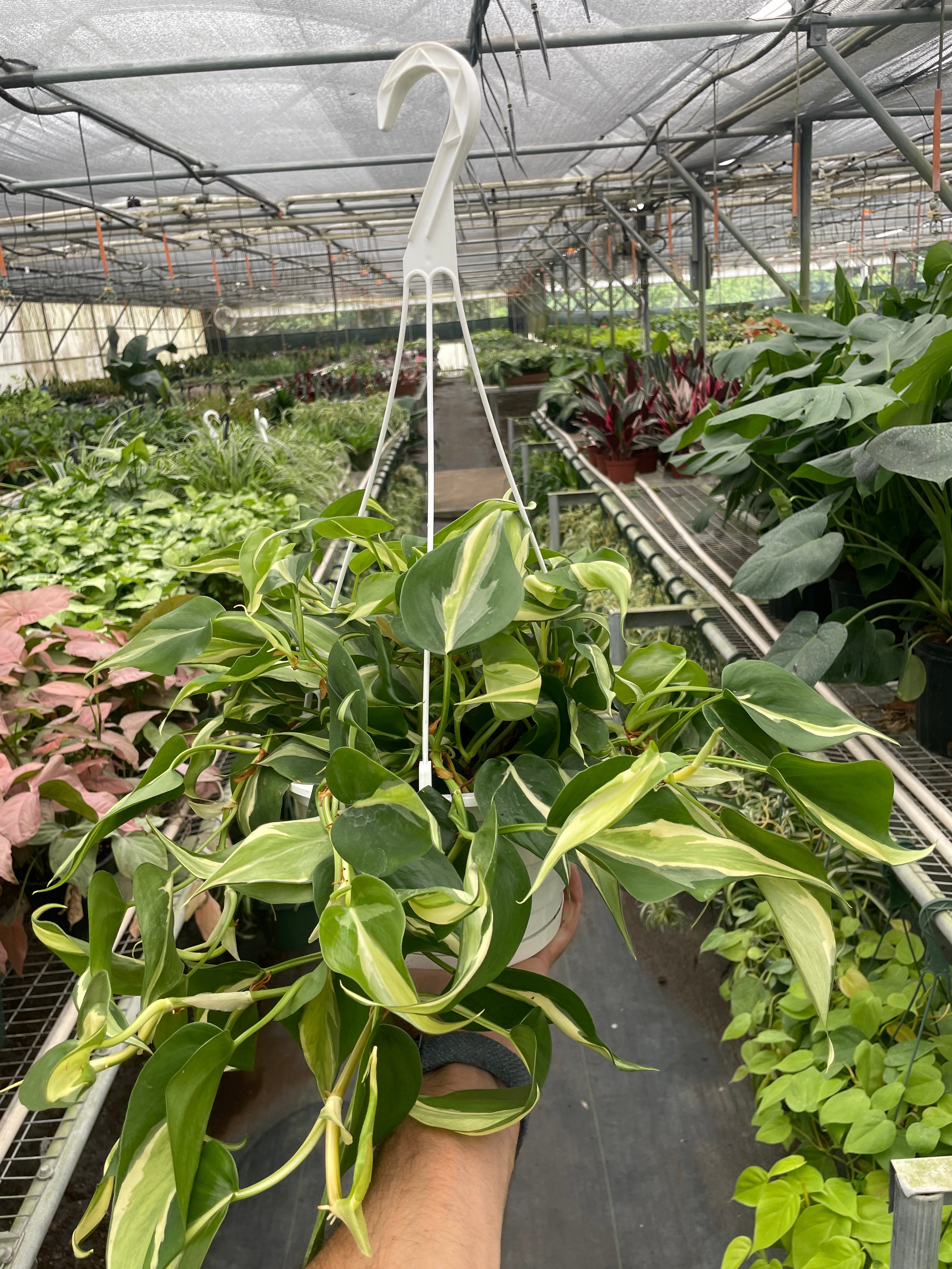 Philodendron 'Silver Stripe' - Holiday Corner