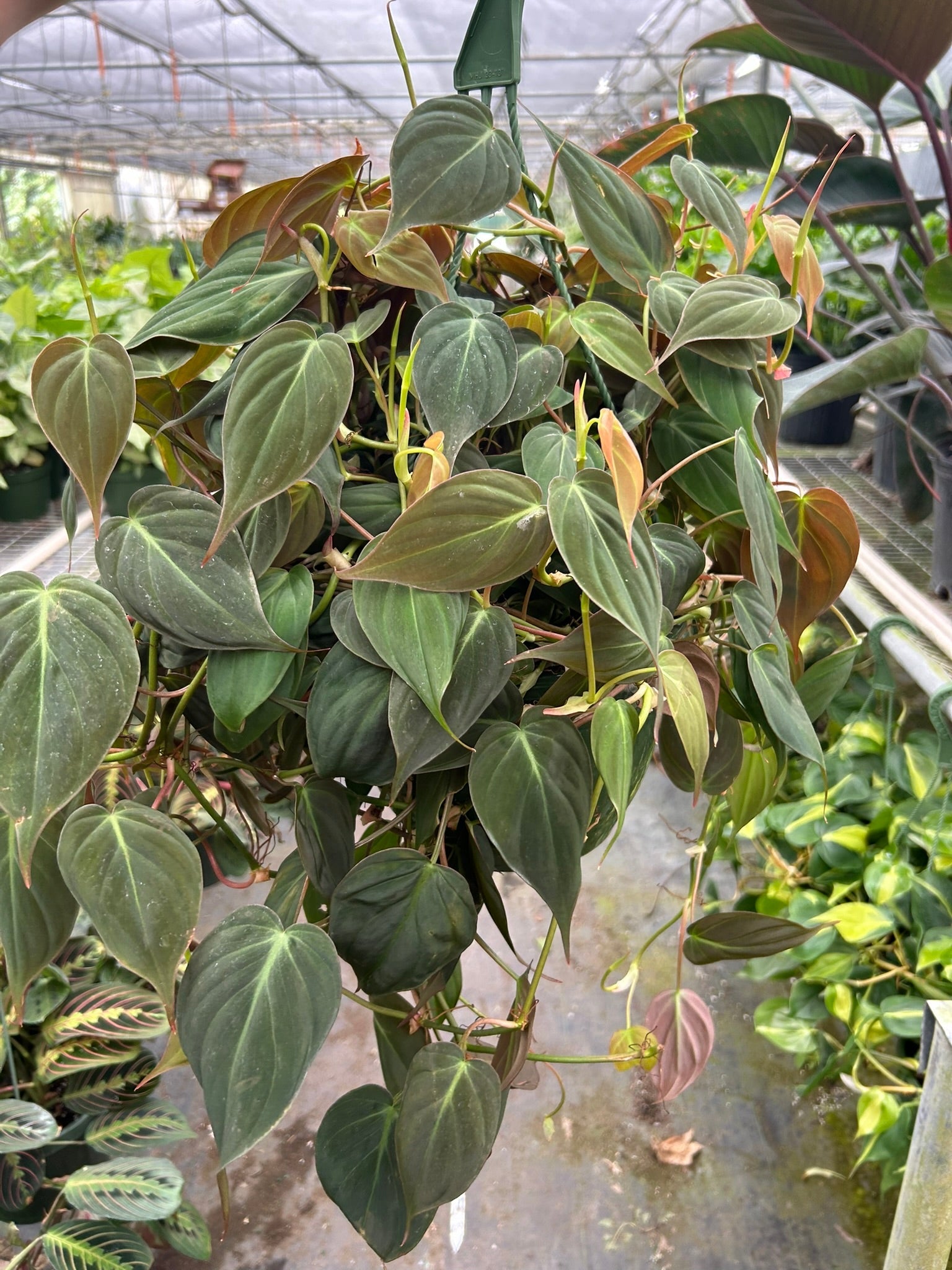 Philodendron 'Velvet' - Holiday Corner