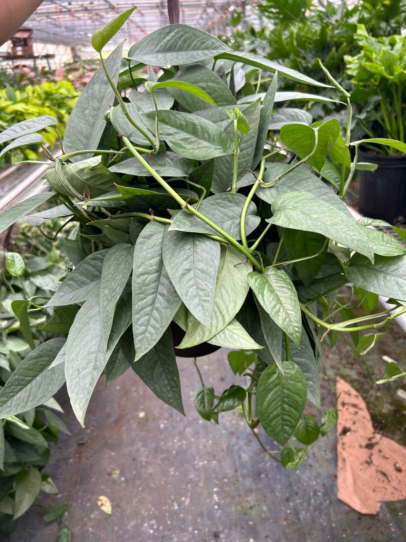 Pothos 'Cebu Blue' - Holiday Corner