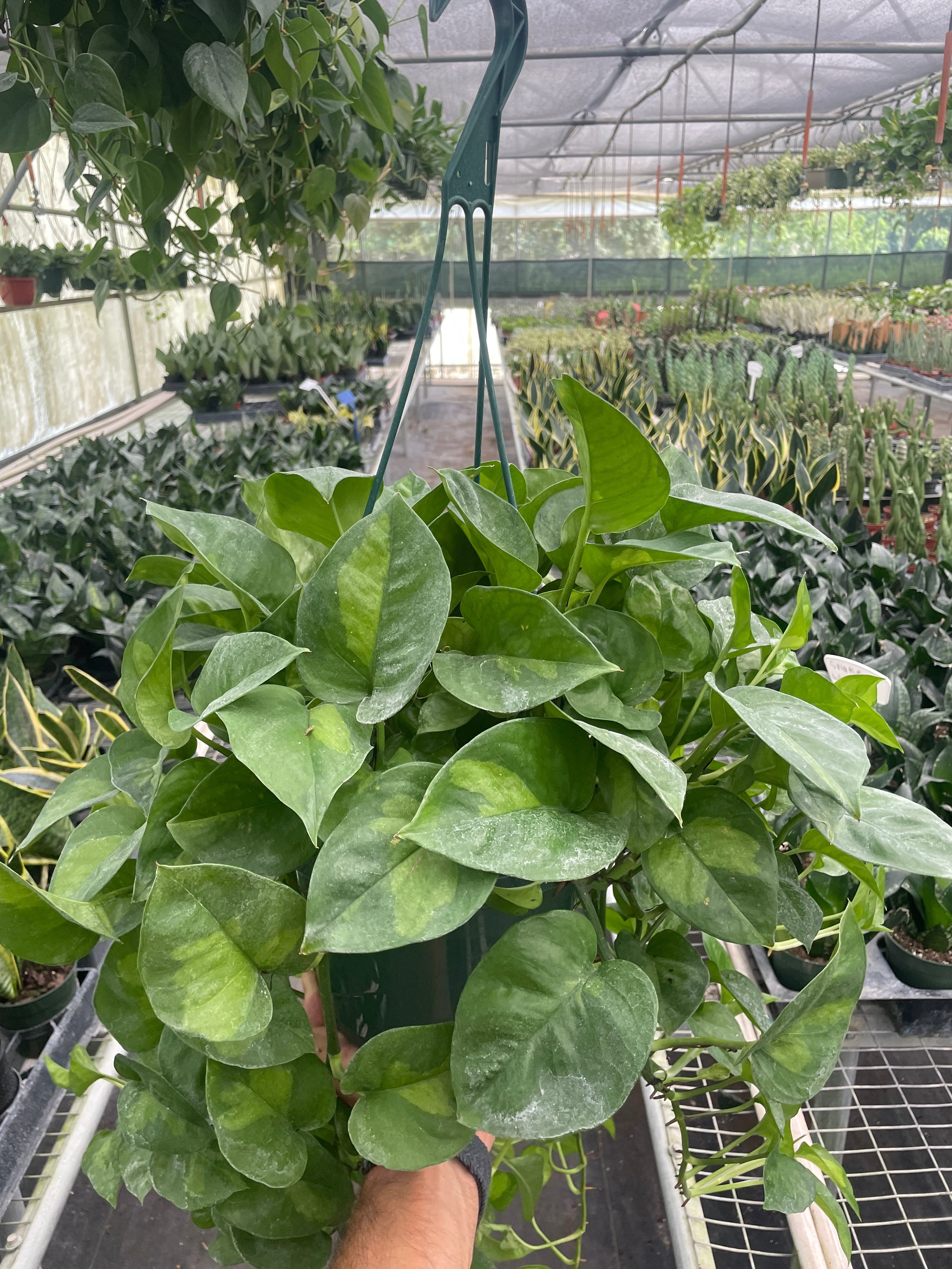Pothos 'Global Green' - Holiday Corner