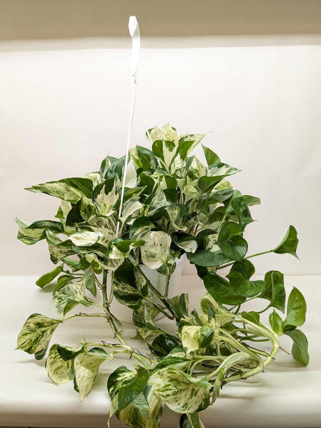 Pothos Manjula - Holiday Corner