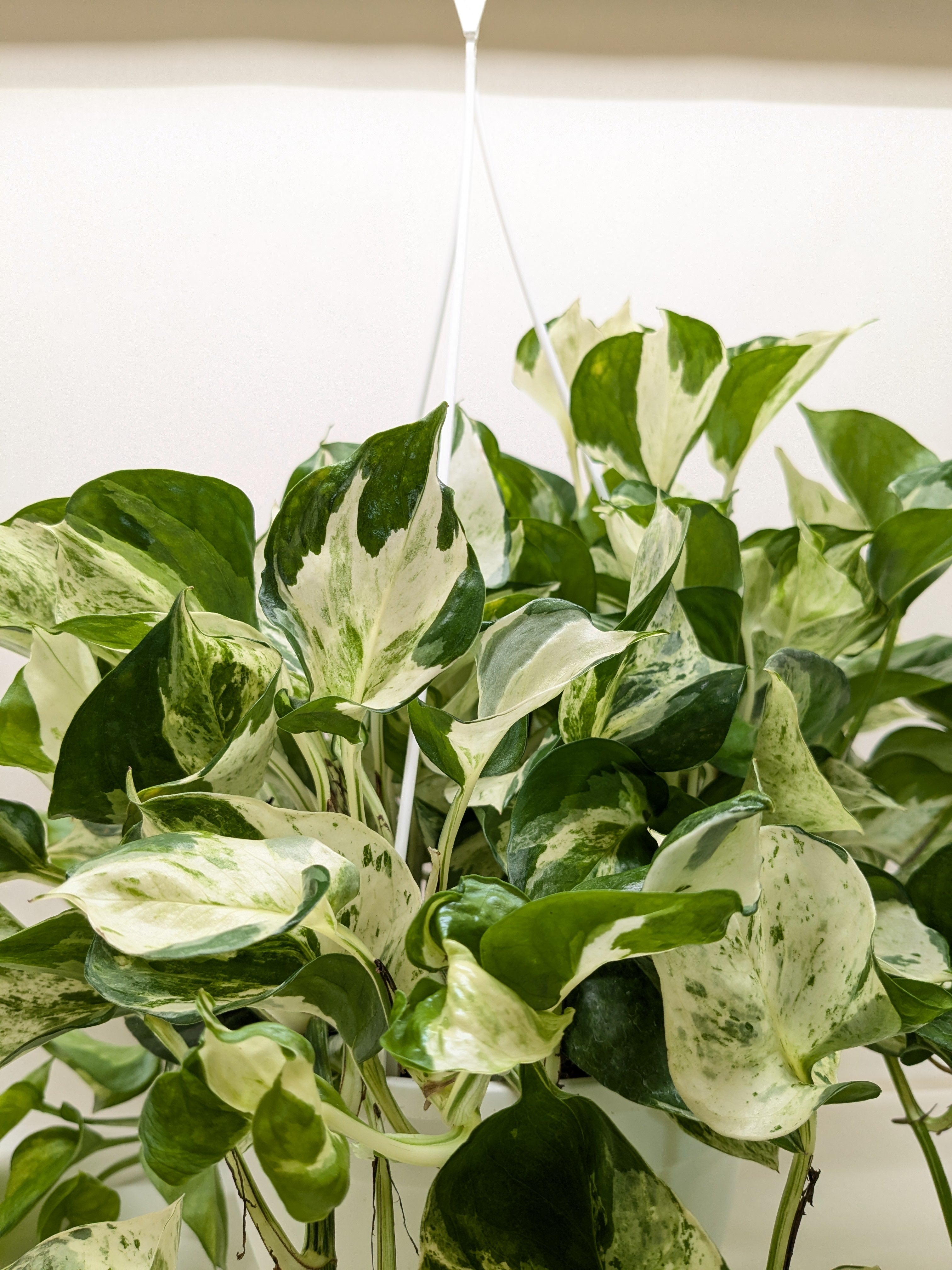 Pothos Manjula - Holiday Corner