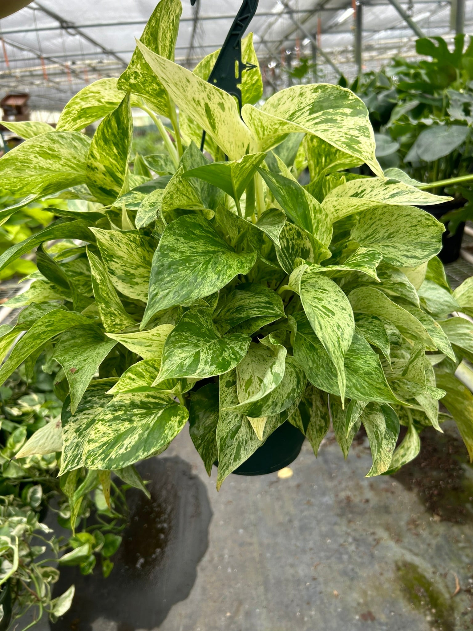 Pothos 'Marble Queen' - Holiday Corner