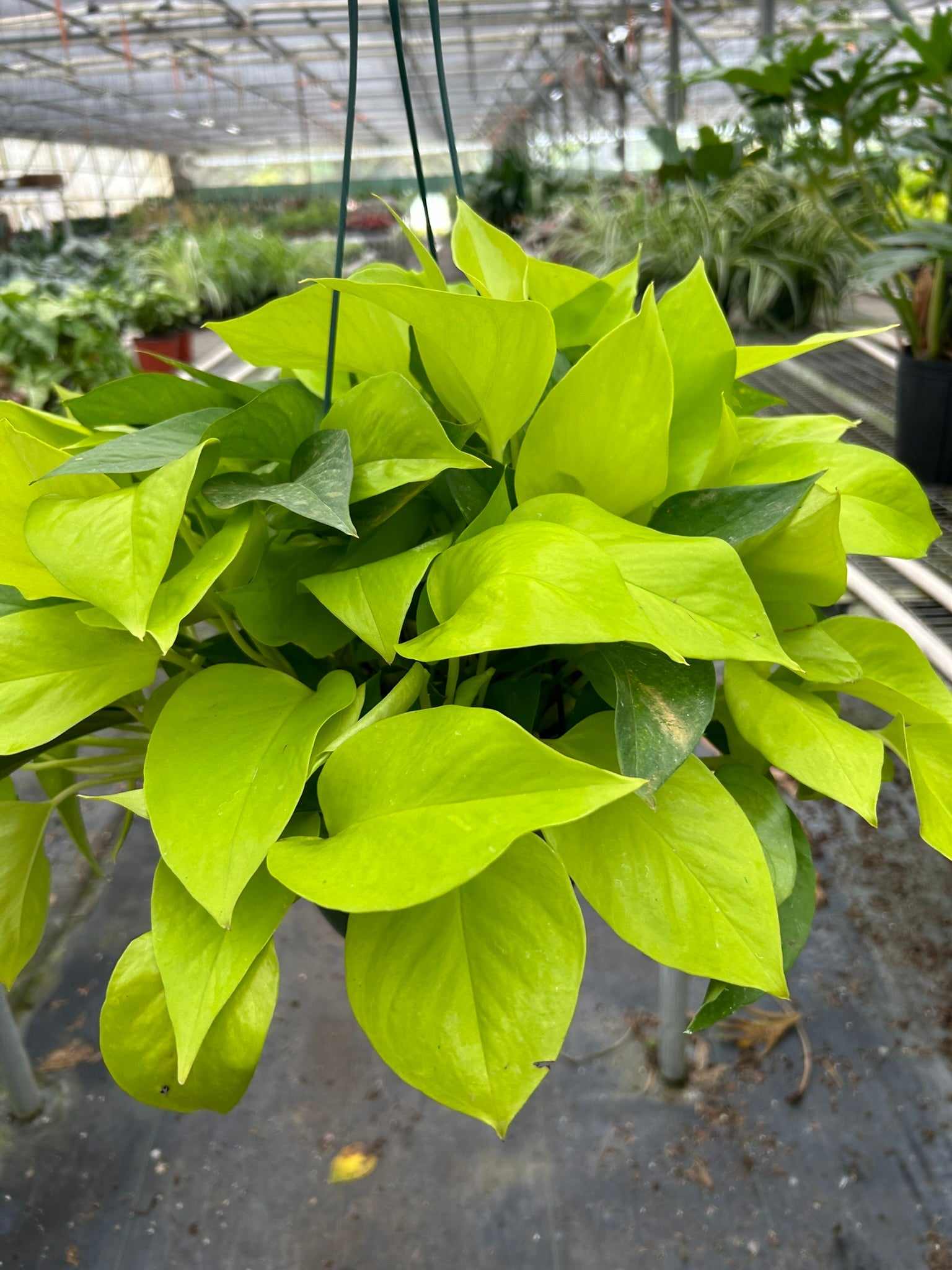 Pothos 'Neon' - Holiday Corner