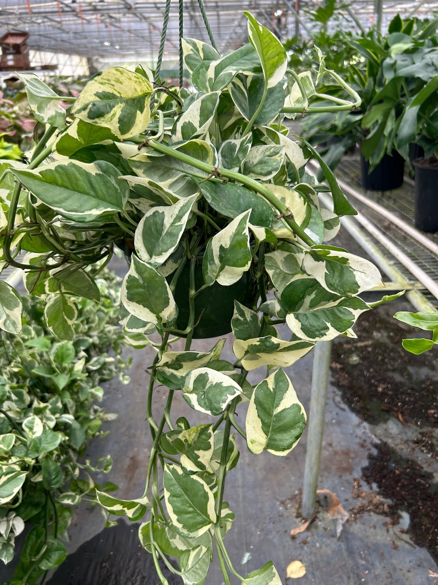 Pothos 'N'joy' - Holiday Corner