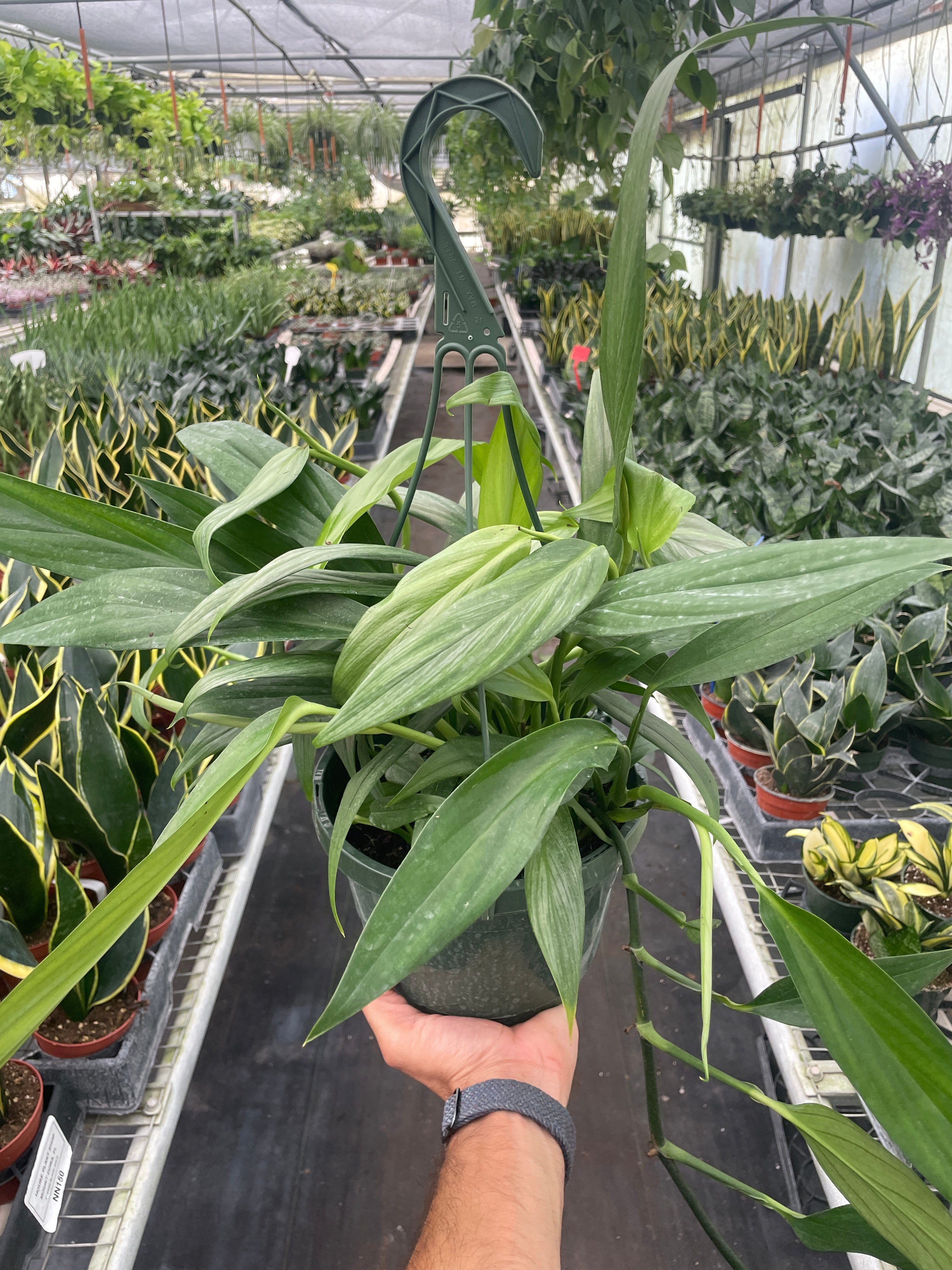 Pothos 'Silver Streak' - Holiday Corner