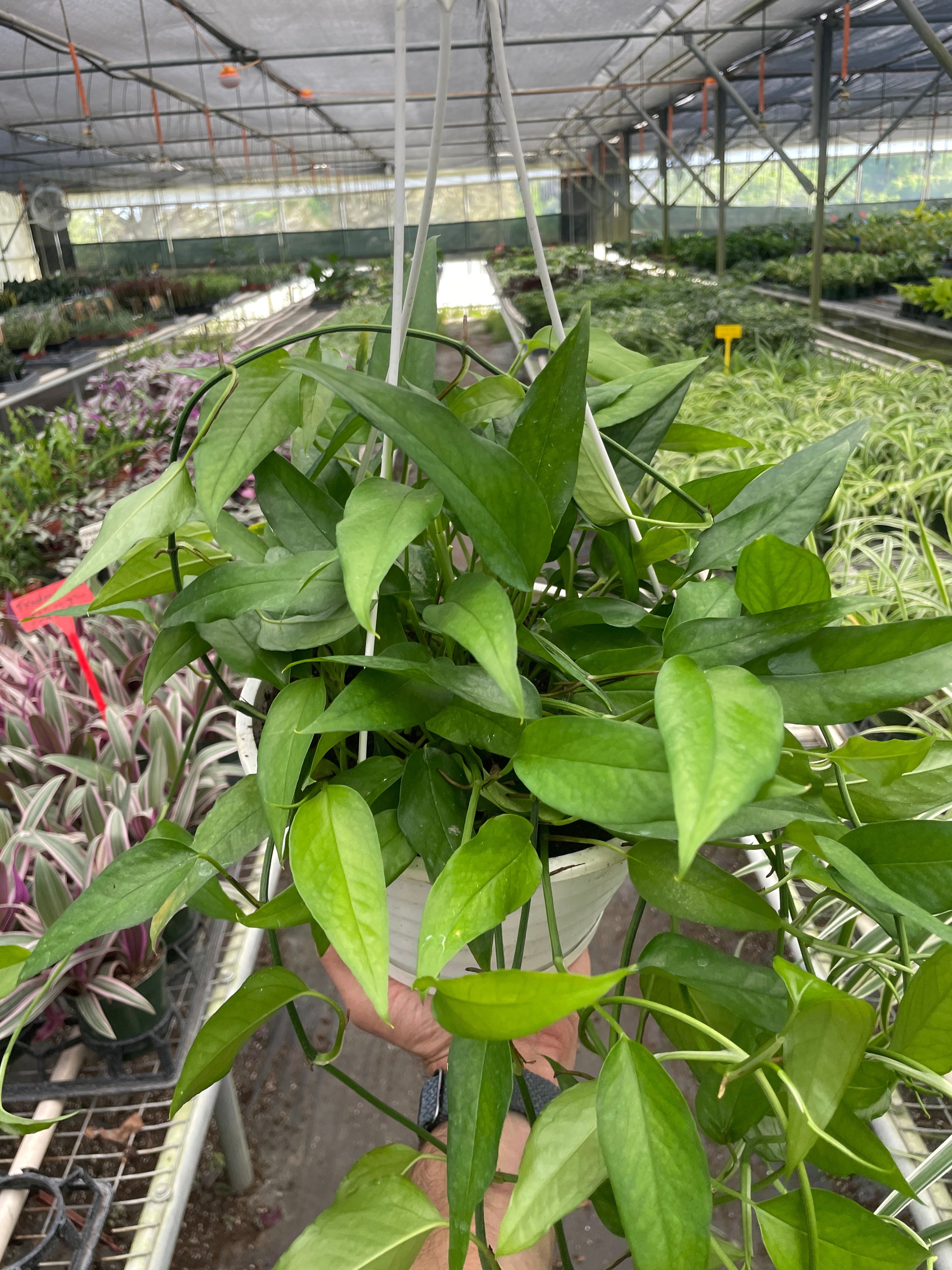 Pothos Skeleton Key - Holiday Corner