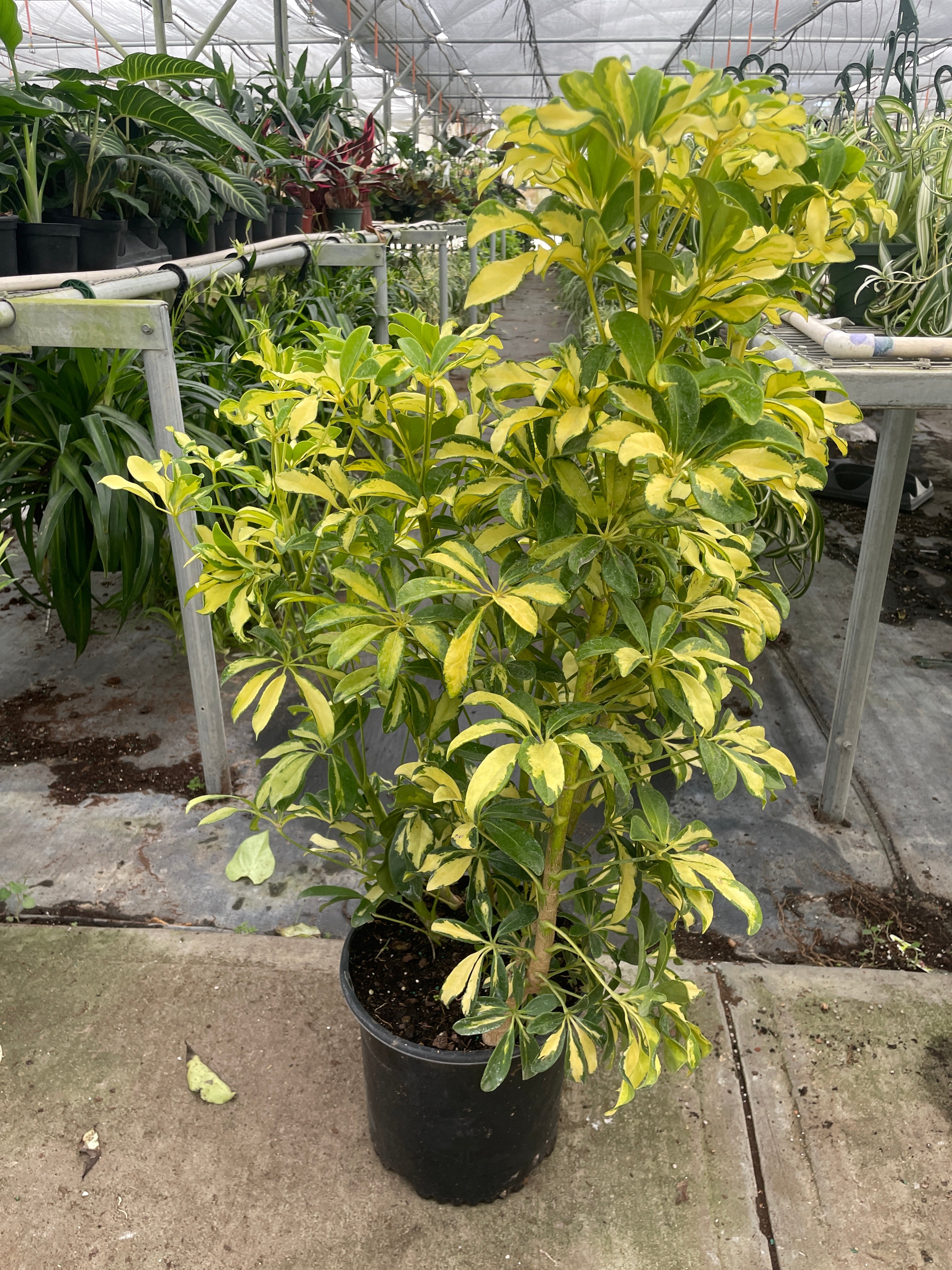 Schefflera Variegated - Holiday Corner