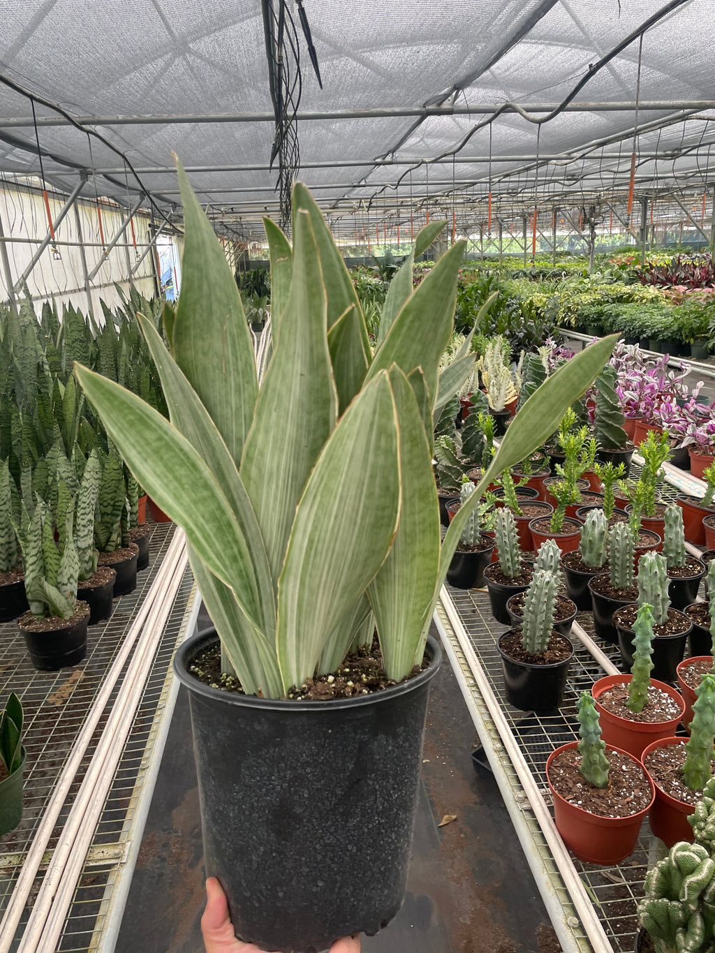 Snake Plant 'Sayuri' - Holiday Corner