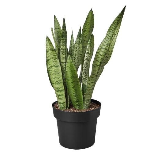 Snake Plant 'Zeylanica' - Holiday Corner