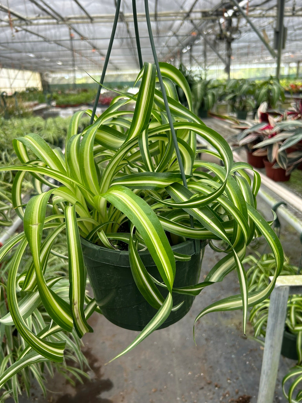 Spider Plant 'Bonnie' - Holiday Corner