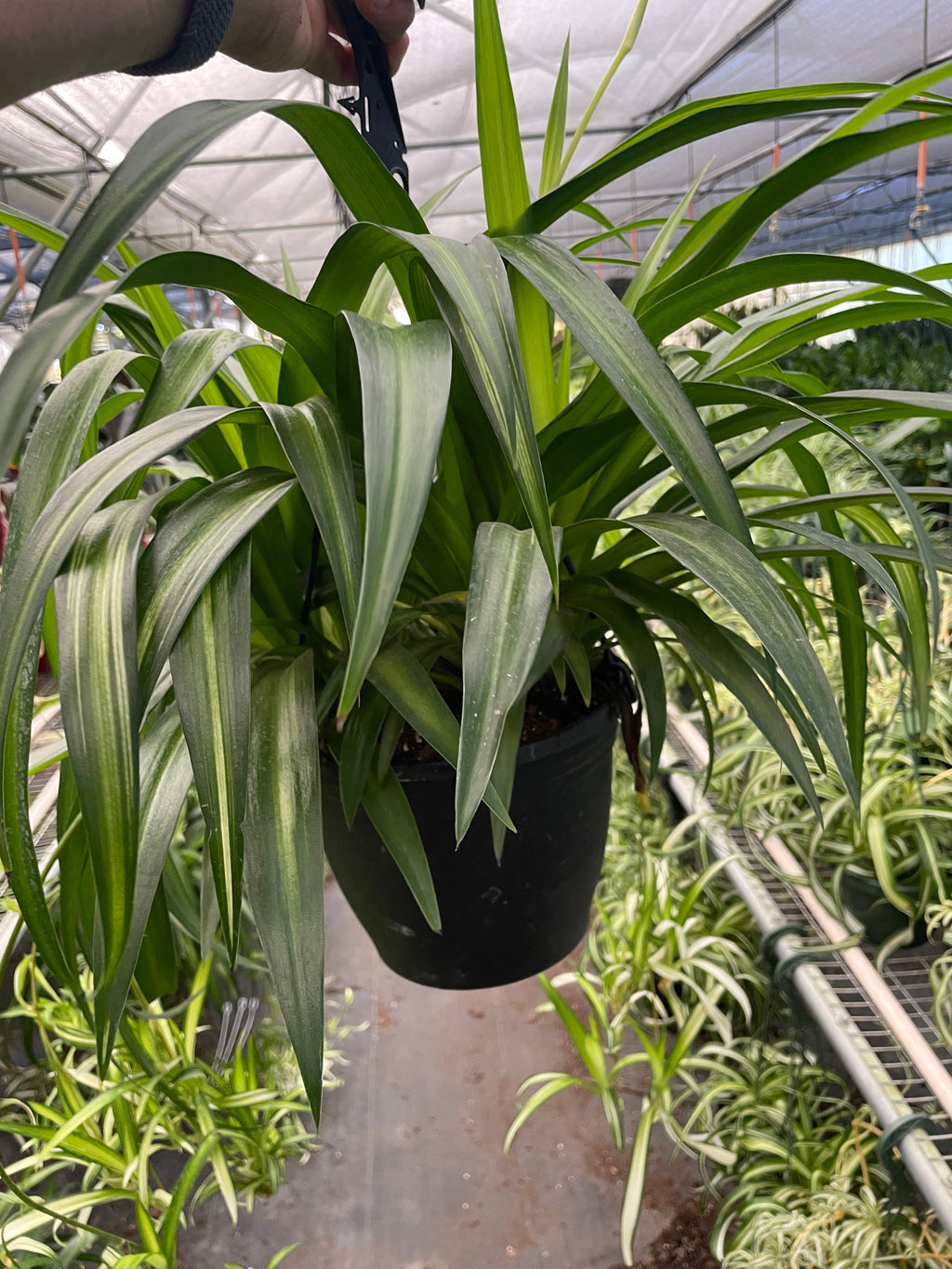 Spider Plant Hawaiian - Holiday Corner