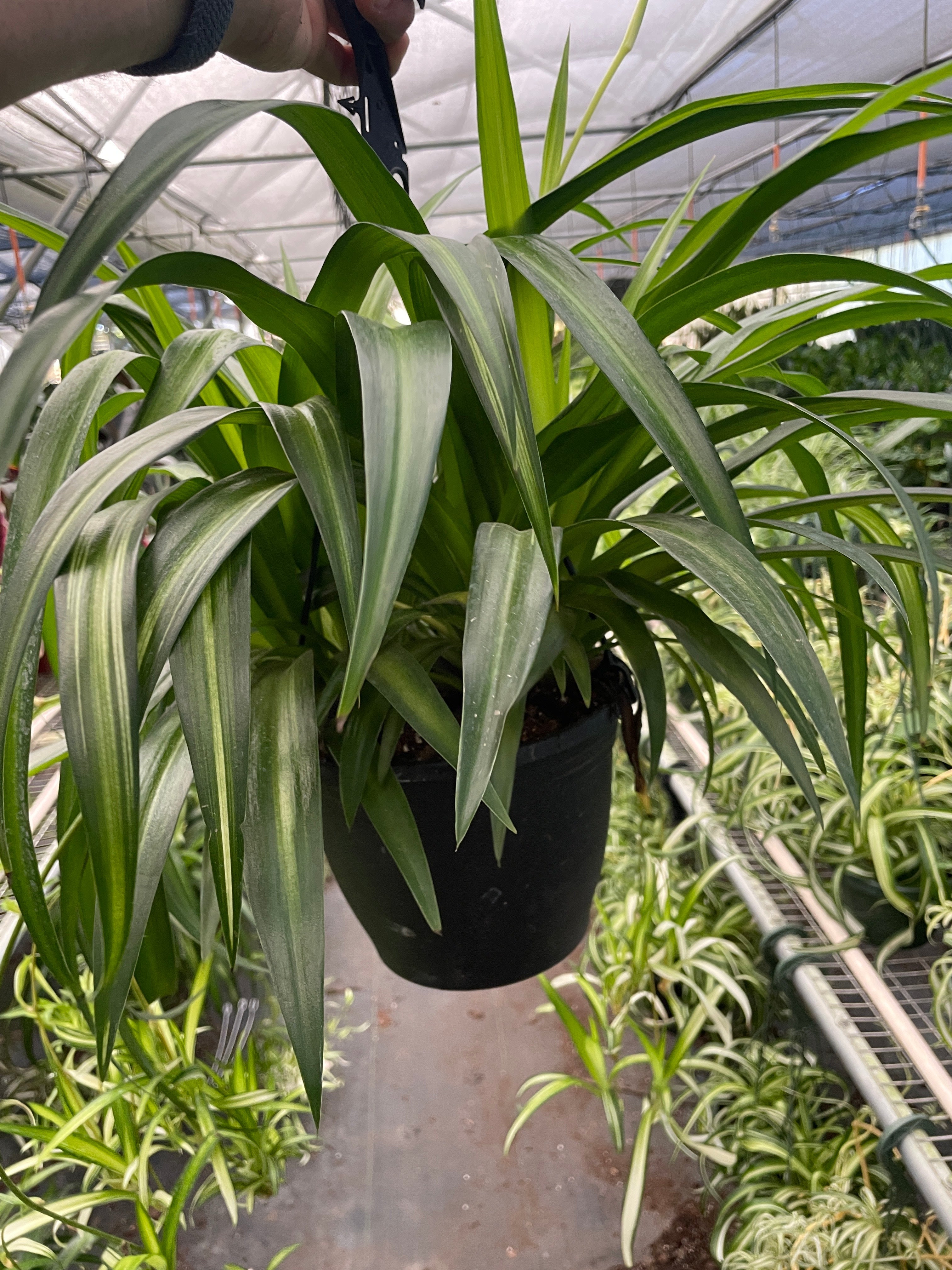 Spider Plant Hawaiian - Holiday Corner