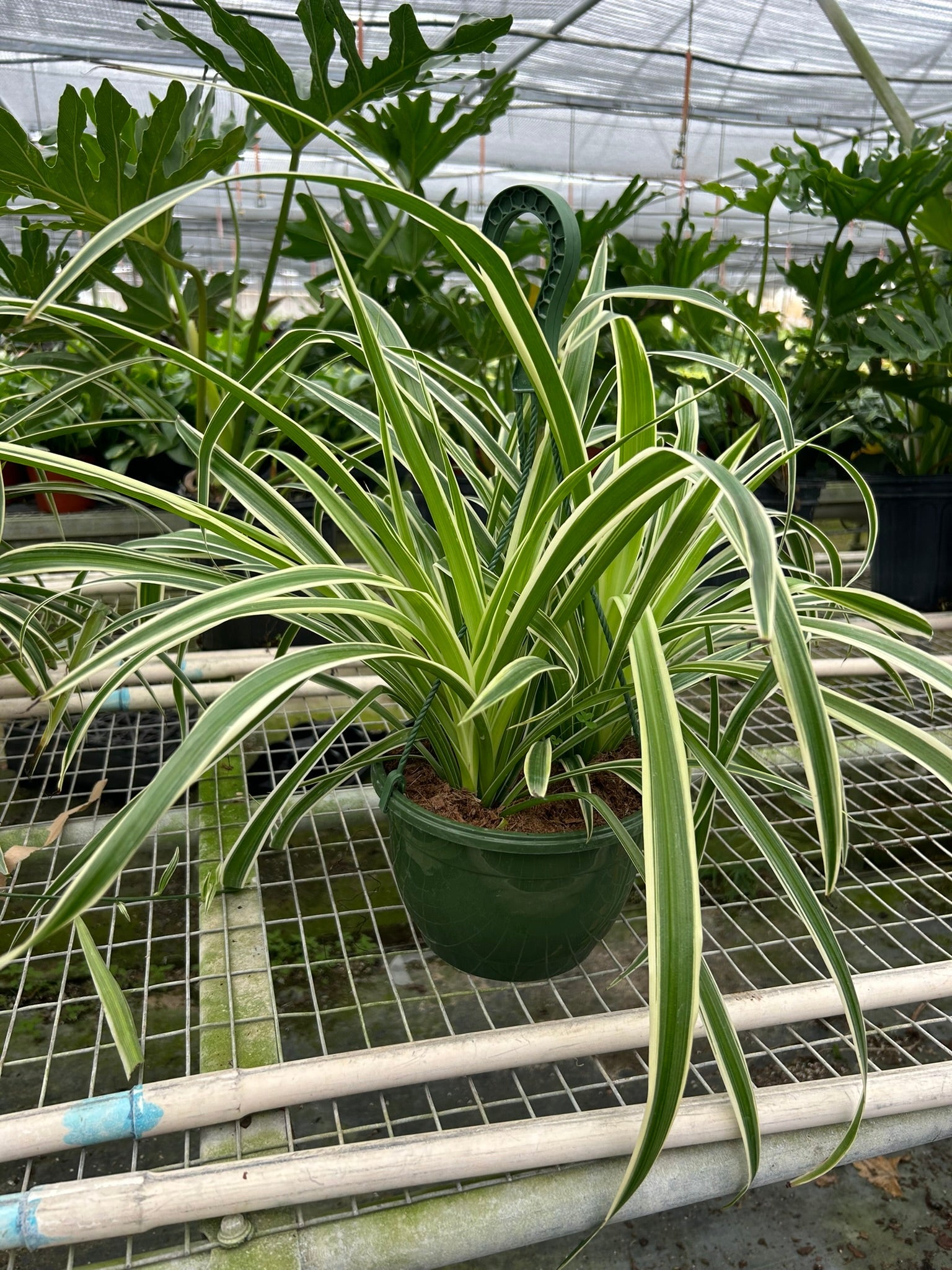 Spider Plant Reverse - Holiday Corner