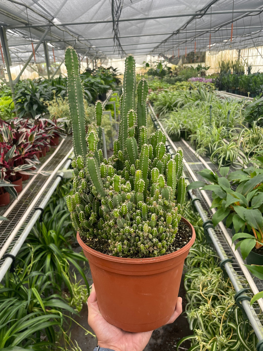 Fairy Castle Cactus - Holiday Corner