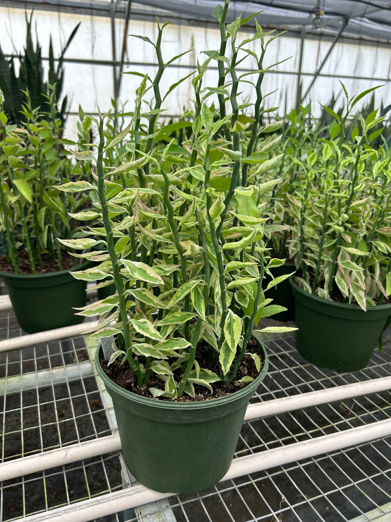 Variegated Devil's Backbone Euphorbia - Holiday Corner
