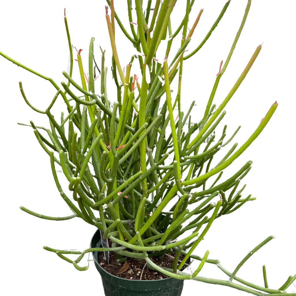 EUPHORBIA 'PENCIL CACTUS' - Holiday Corner