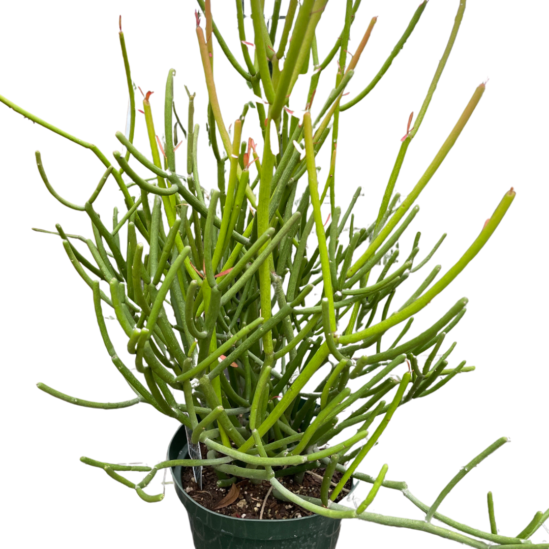 EUPHORBIA 'PENCIL CACTUS' - Holiday Corner
