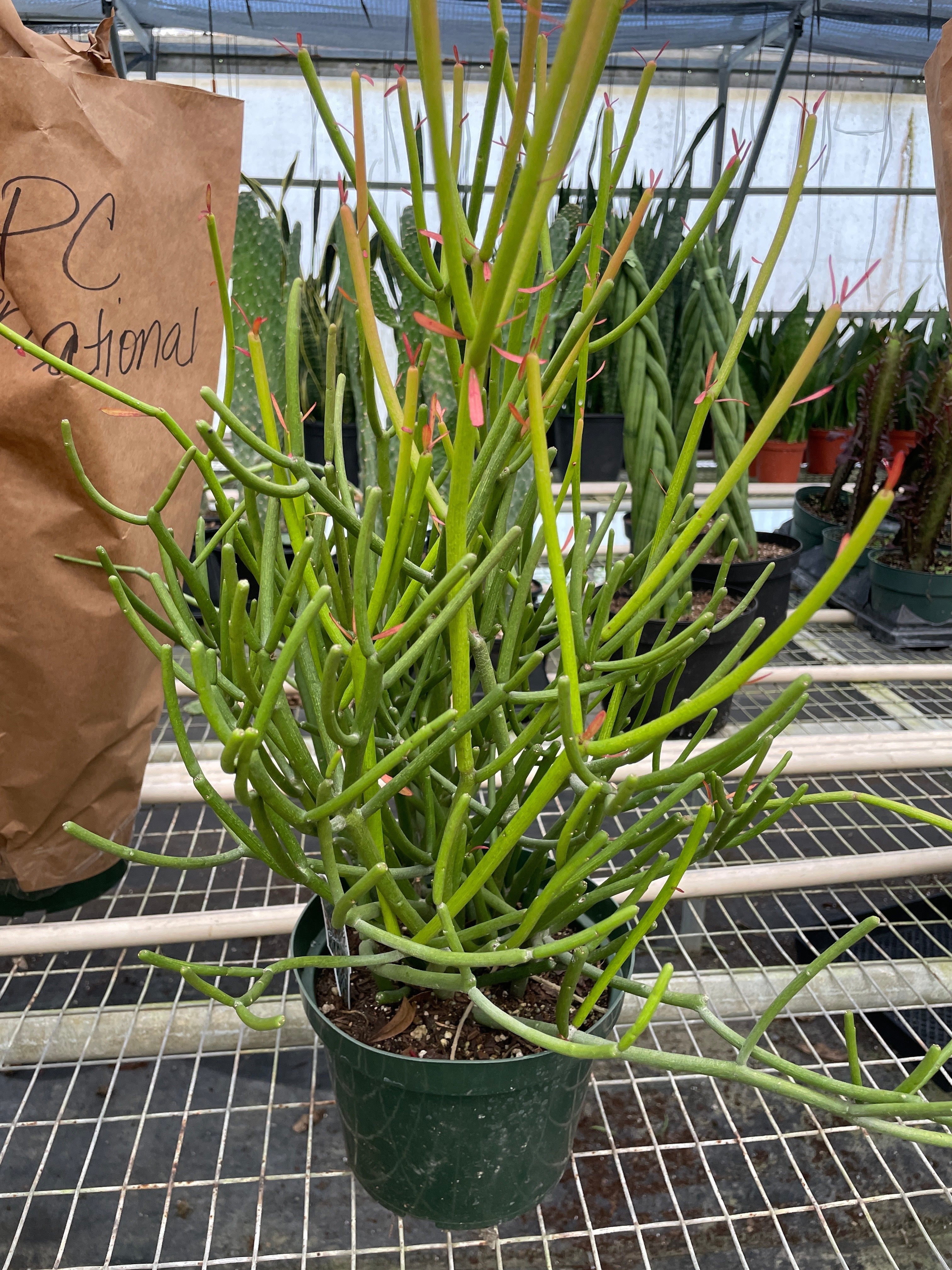 EUPHORBIA 'PENCIL CACTUS' - Holiday Corner