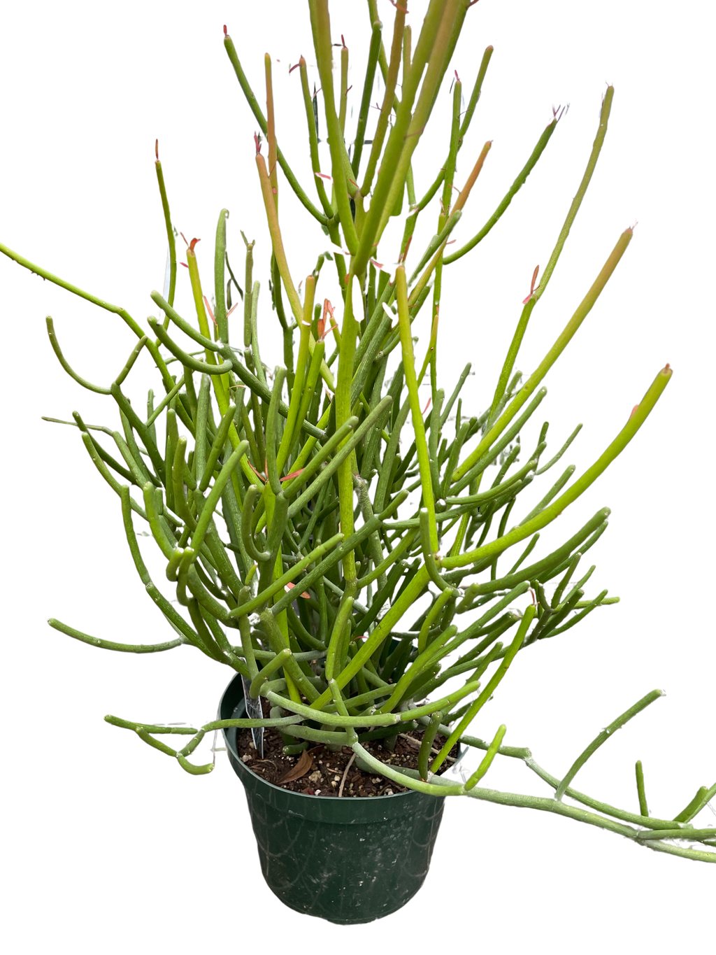 EUPHORBIA 'PENCIL CACTUS' - Holiday Corner