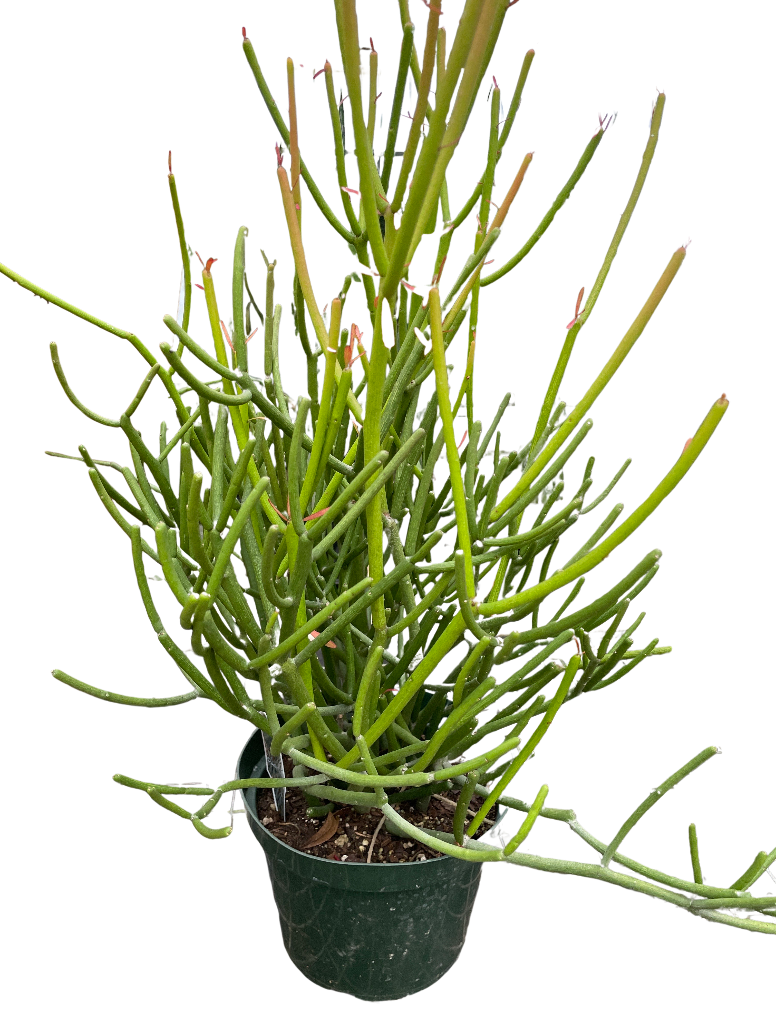 EUPHORBIA 'PENCIL CACTUS' - Holiday Corner