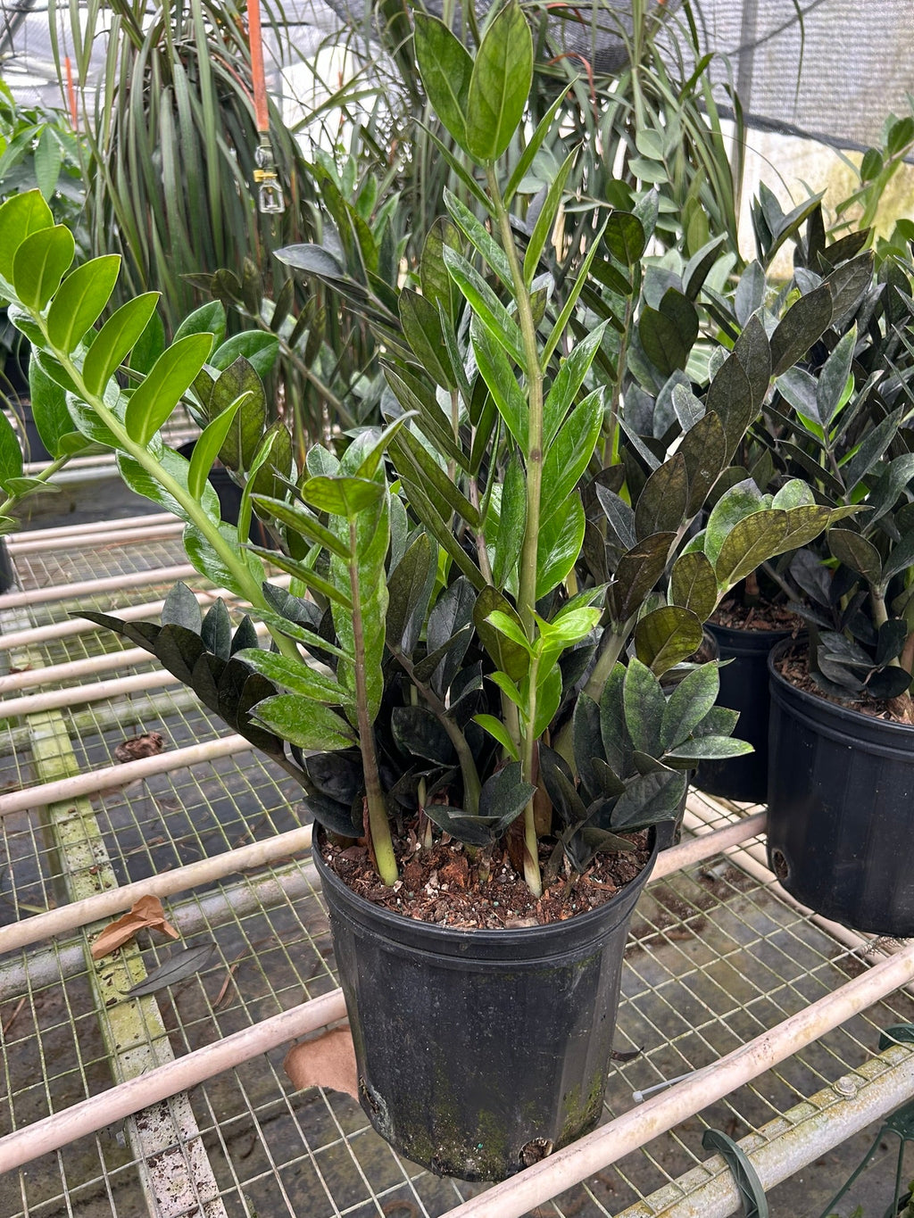ZZ Zamioculcas 'Black Queen' - Holiday Corner