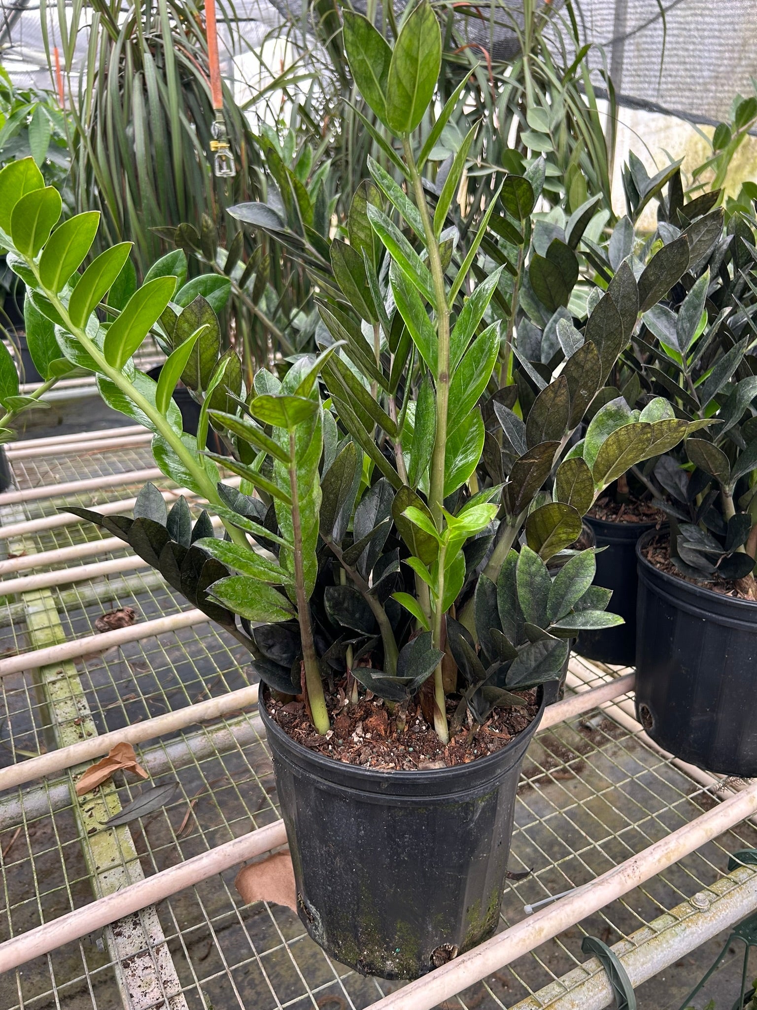 ZZ Zamioculcas 'Black Queen' - Holiday Corner