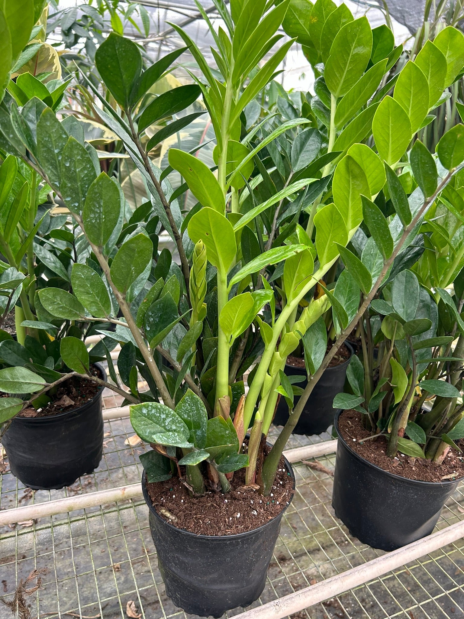 Zamioculcas Zamiifolia ZZ - Holiday Corner