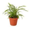 Fern 'Lemon Button' - Holiday Corner