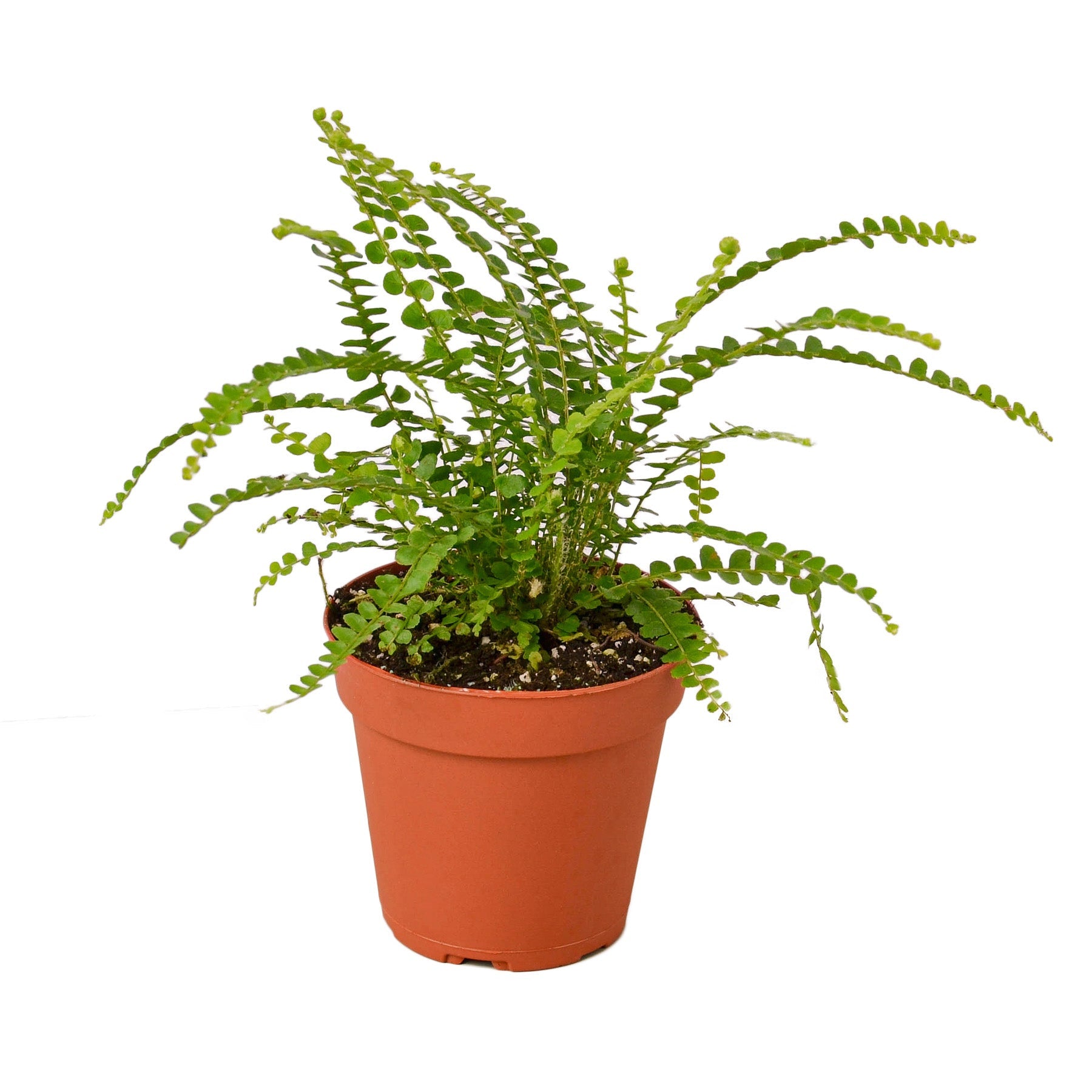 Fern 'Lemon Button' - Holiday Corner