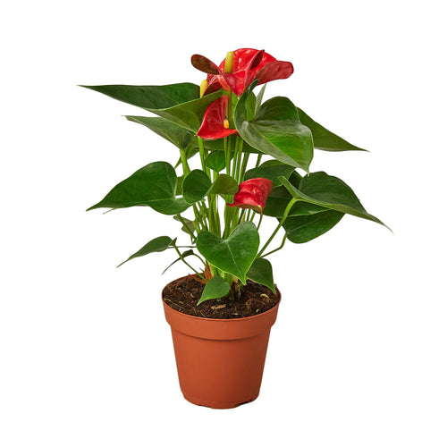 Anthurium 'Red' - Holiday Corner