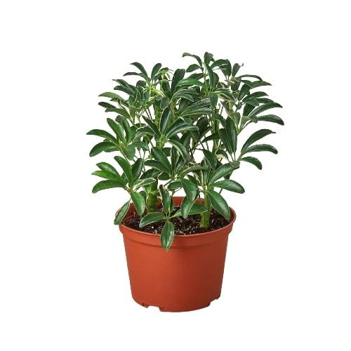 Schefflera Moonlight 'Umbrella Plant' - Holiday Corner