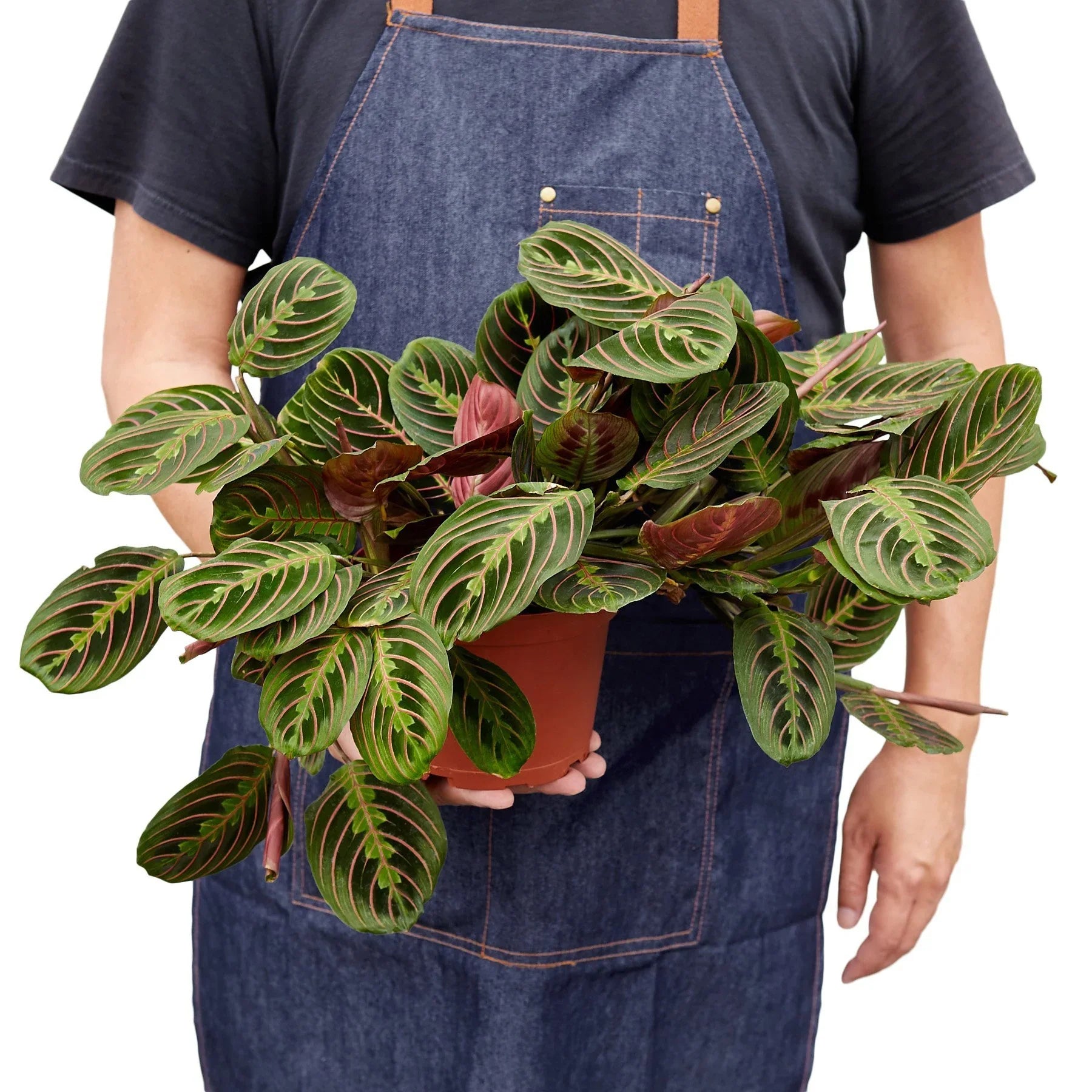 Maranta Red Prayer - Holiday Corner