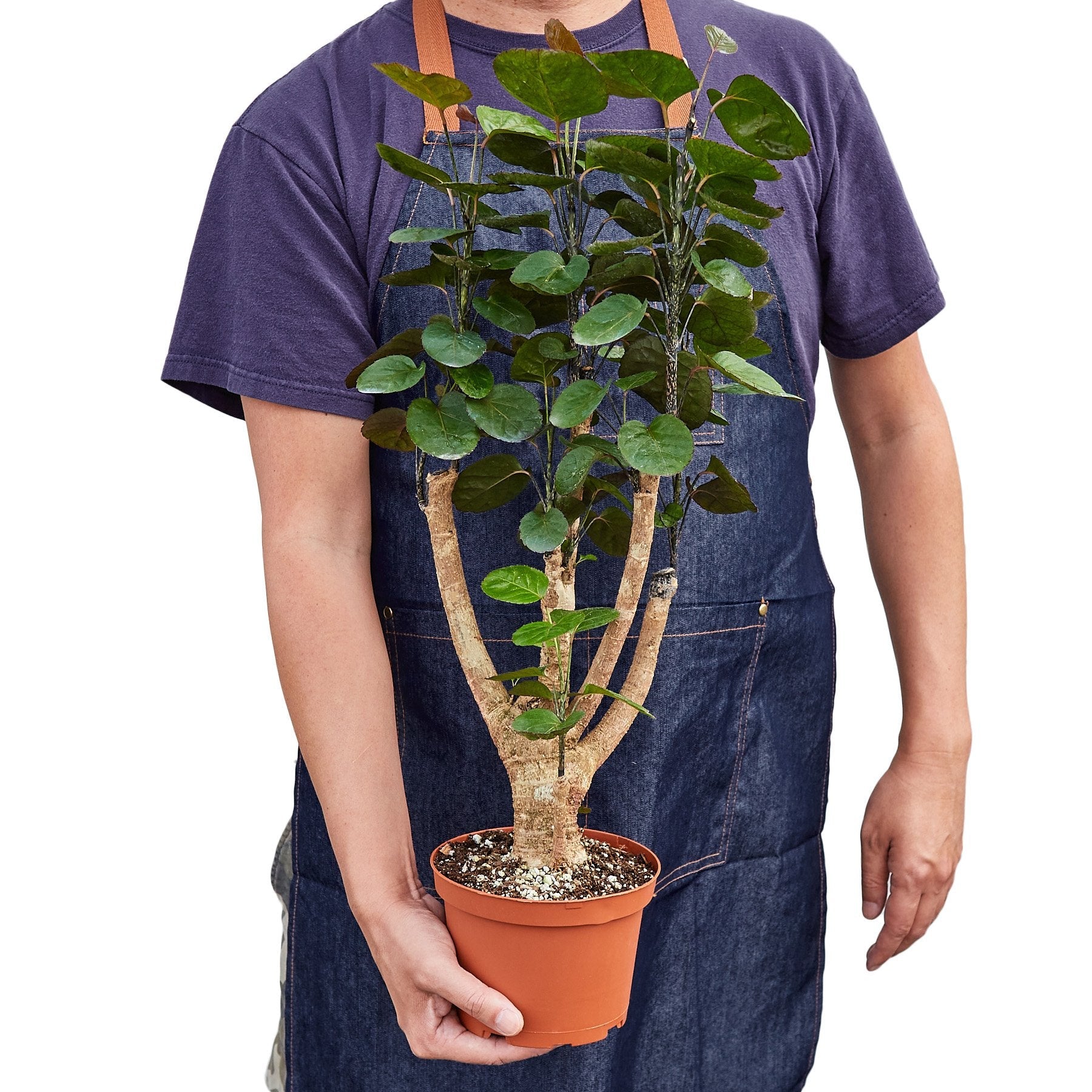 Aralia Fabian Stump 'Polyscias Scutellaria' (Copy) - Holiday Corner