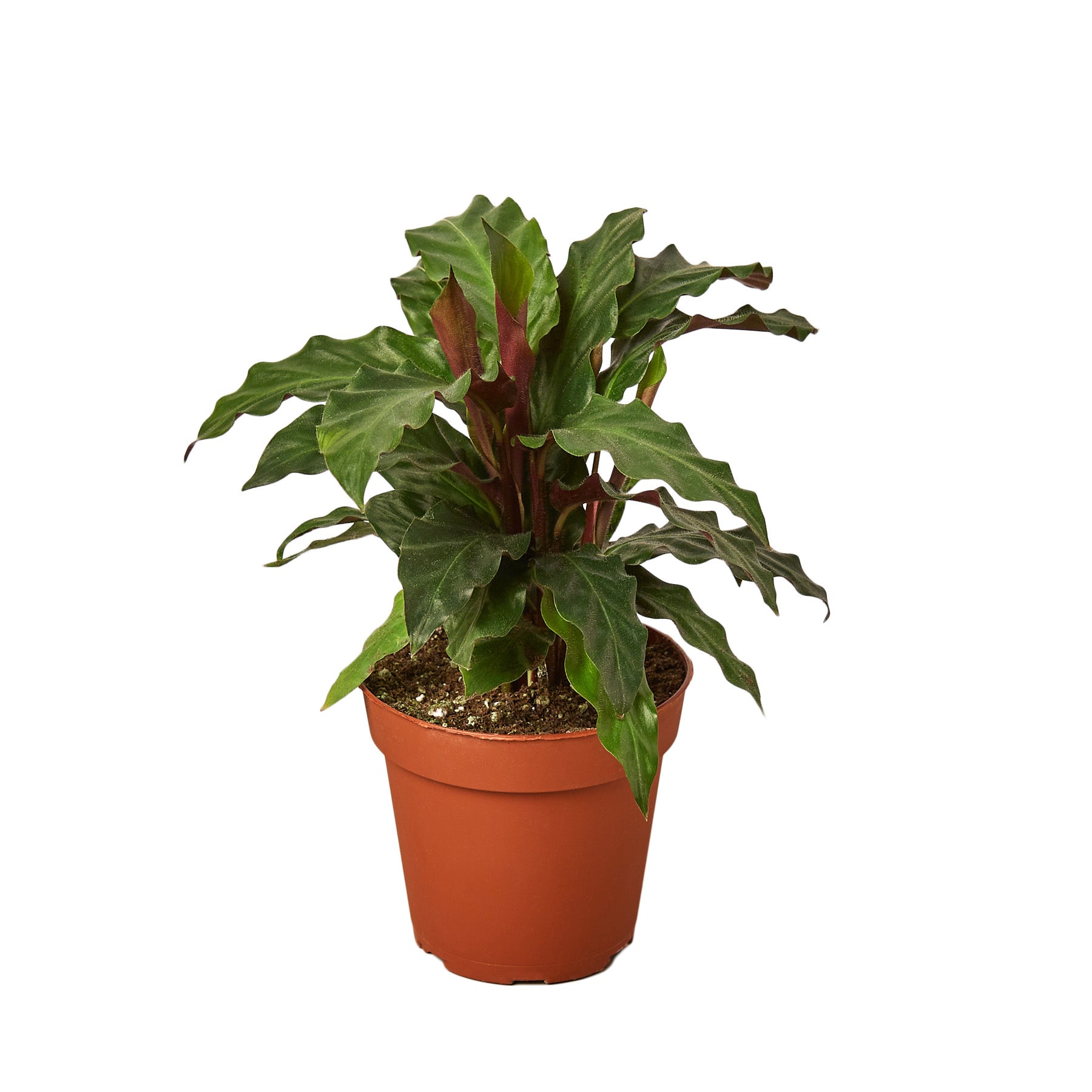 Calathea Rufibarba 'Furry Feather' - 4" Pot - NURSERY POT ONLY - Holiday Corner
