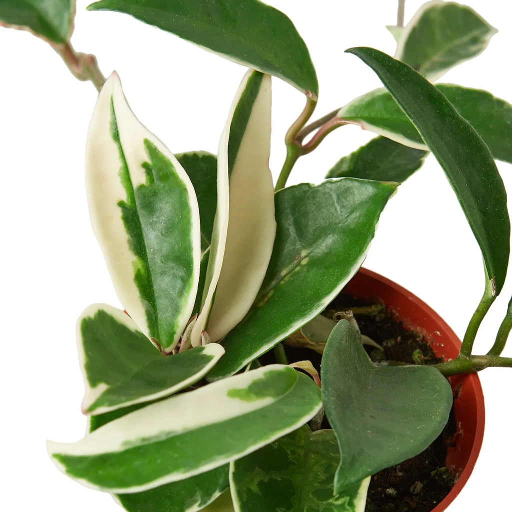 Hoya Carnosa 'Tricolor' - Holiday Corner