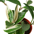 Hoya Carnosa 'Tricolor' - 6" Pot - NURSERY POT ONLY - Holiday Corner