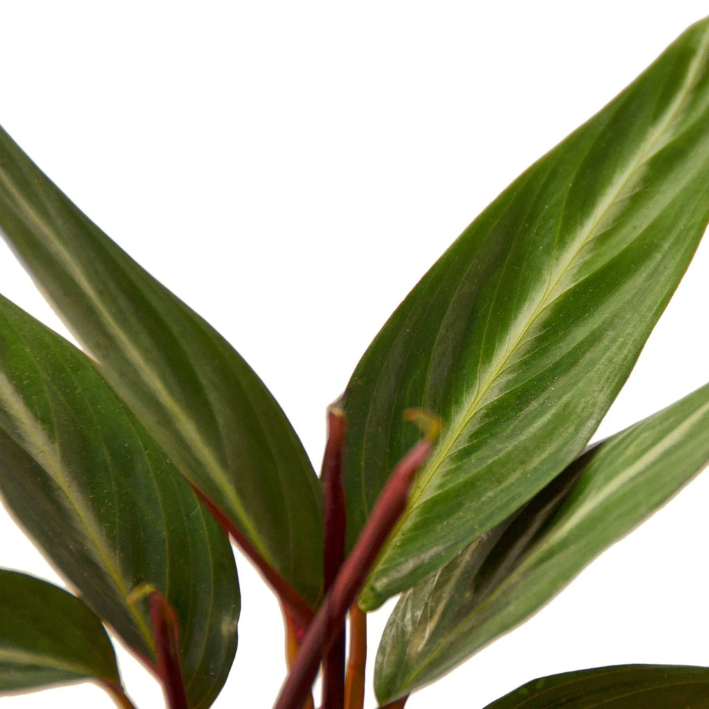 Stromanthe Sanguinea - Holiday Corner