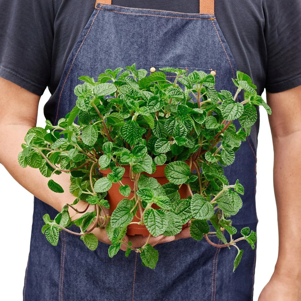 Pilea 'Crinkle' - Holiday Corner