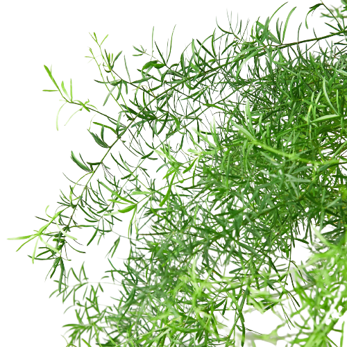 Fern 'Sprengeri' - Holiday Corner