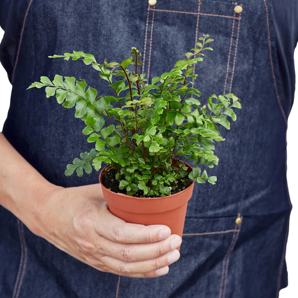 Mahogany Fern - Holiday Corner