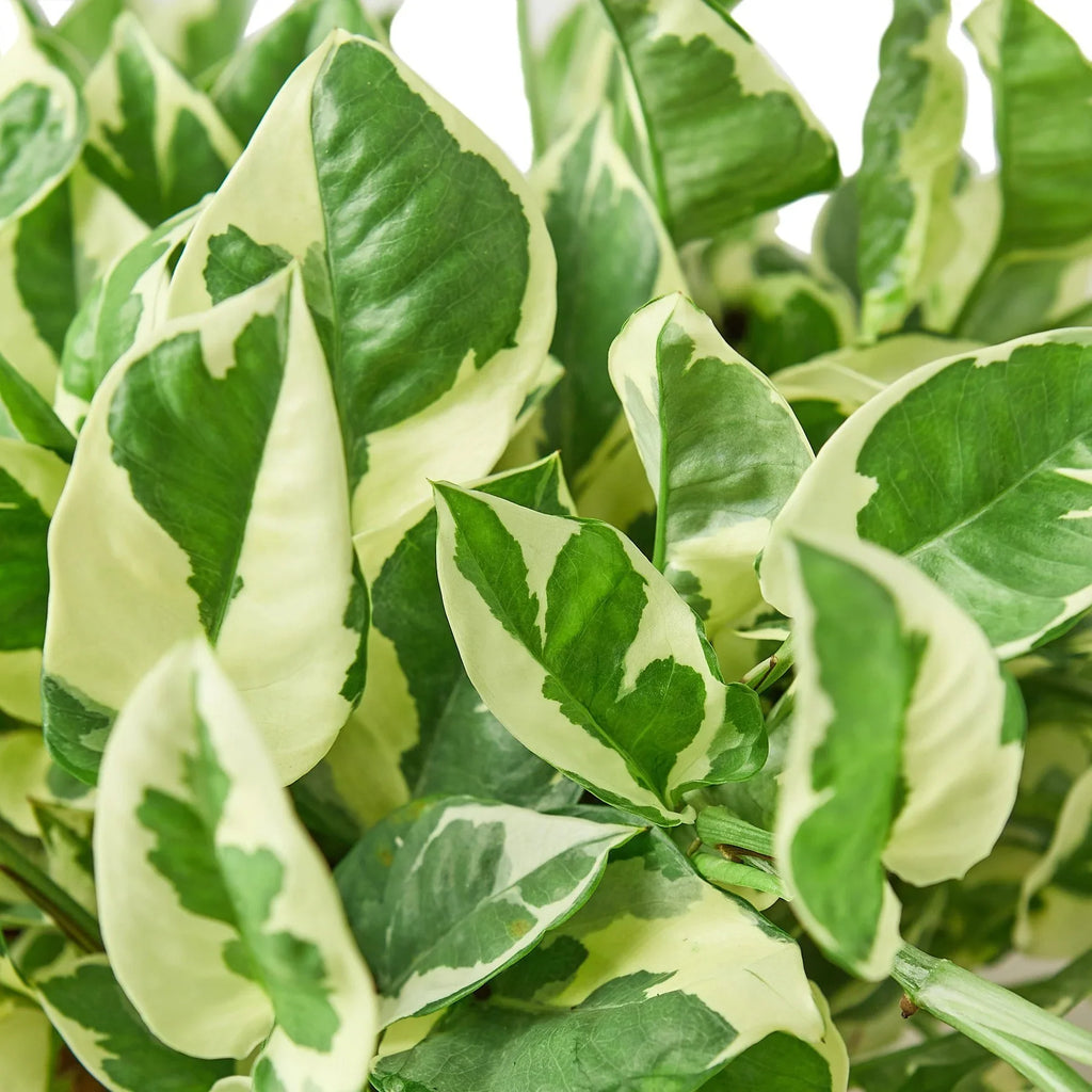 Pothos 'N'joy' - Holiday Corner