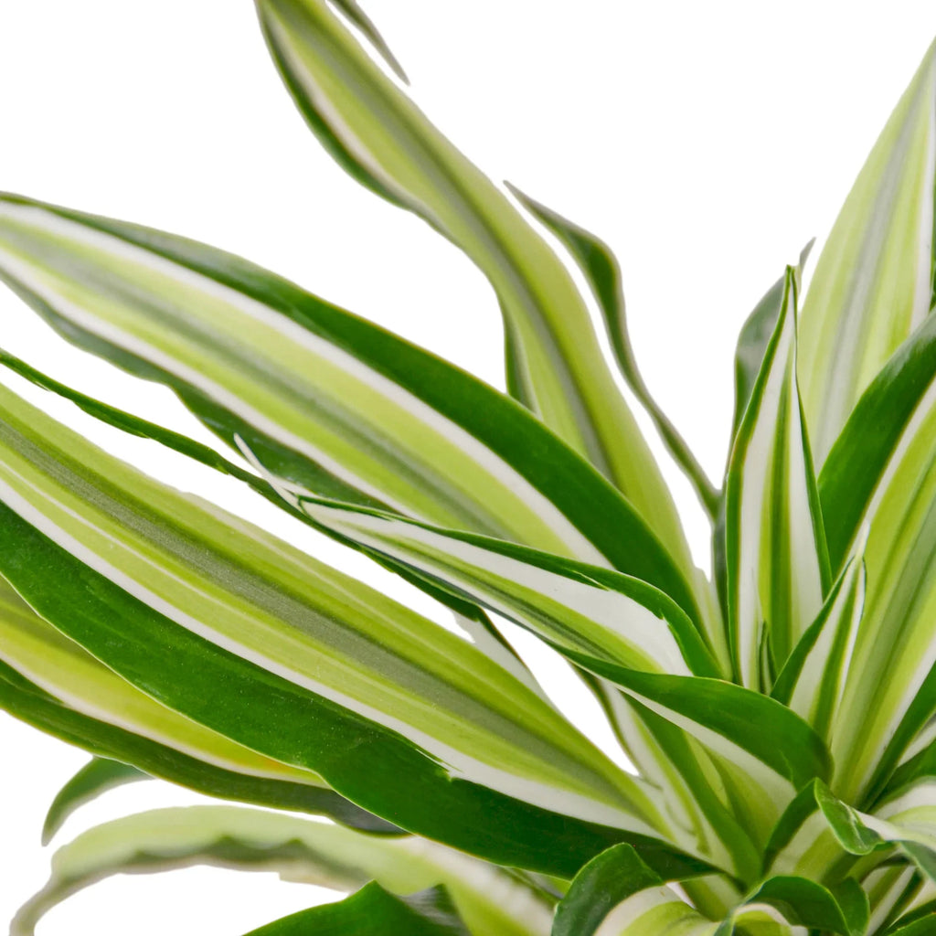 Dracaena 'Malaika' - Holiday Corner